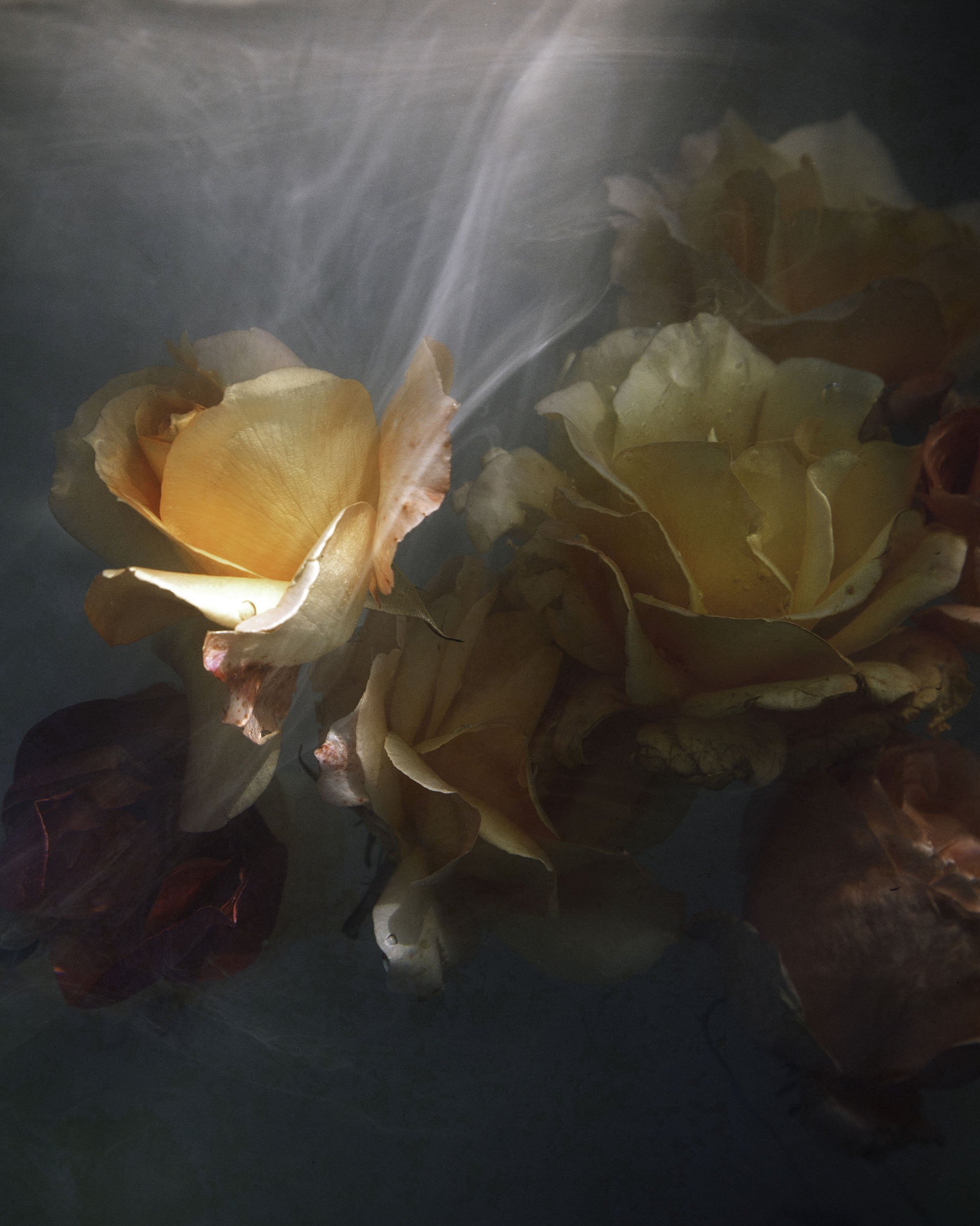 Floral underwater.jpg