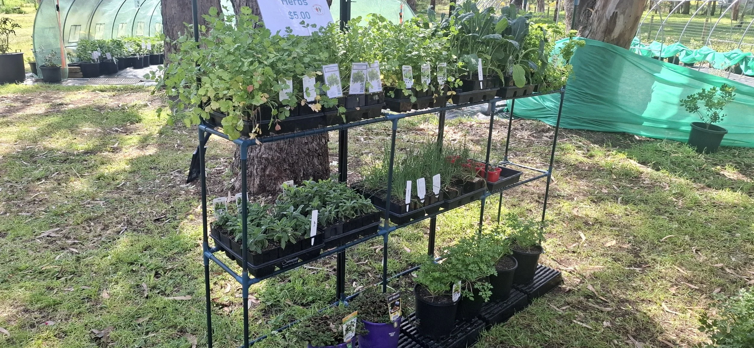 Potted Herbs