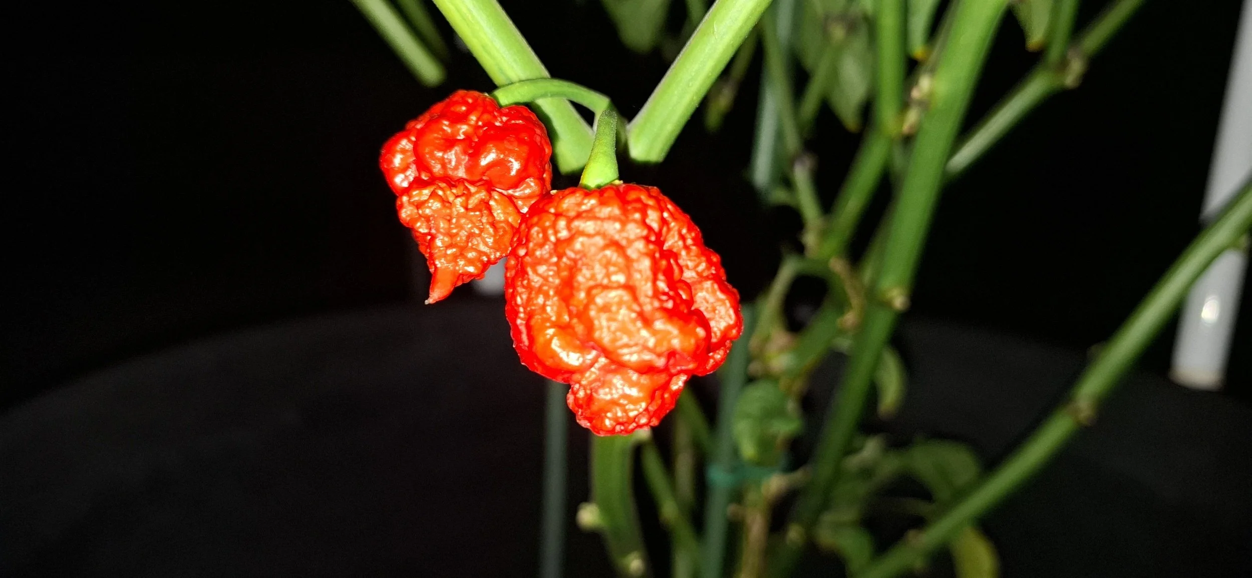 Dragon's Breath - Ripened to perfection.jpg