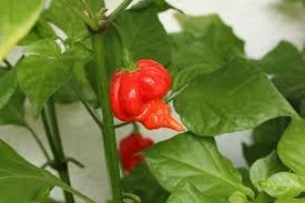 Trinidad Scorpion - Butch