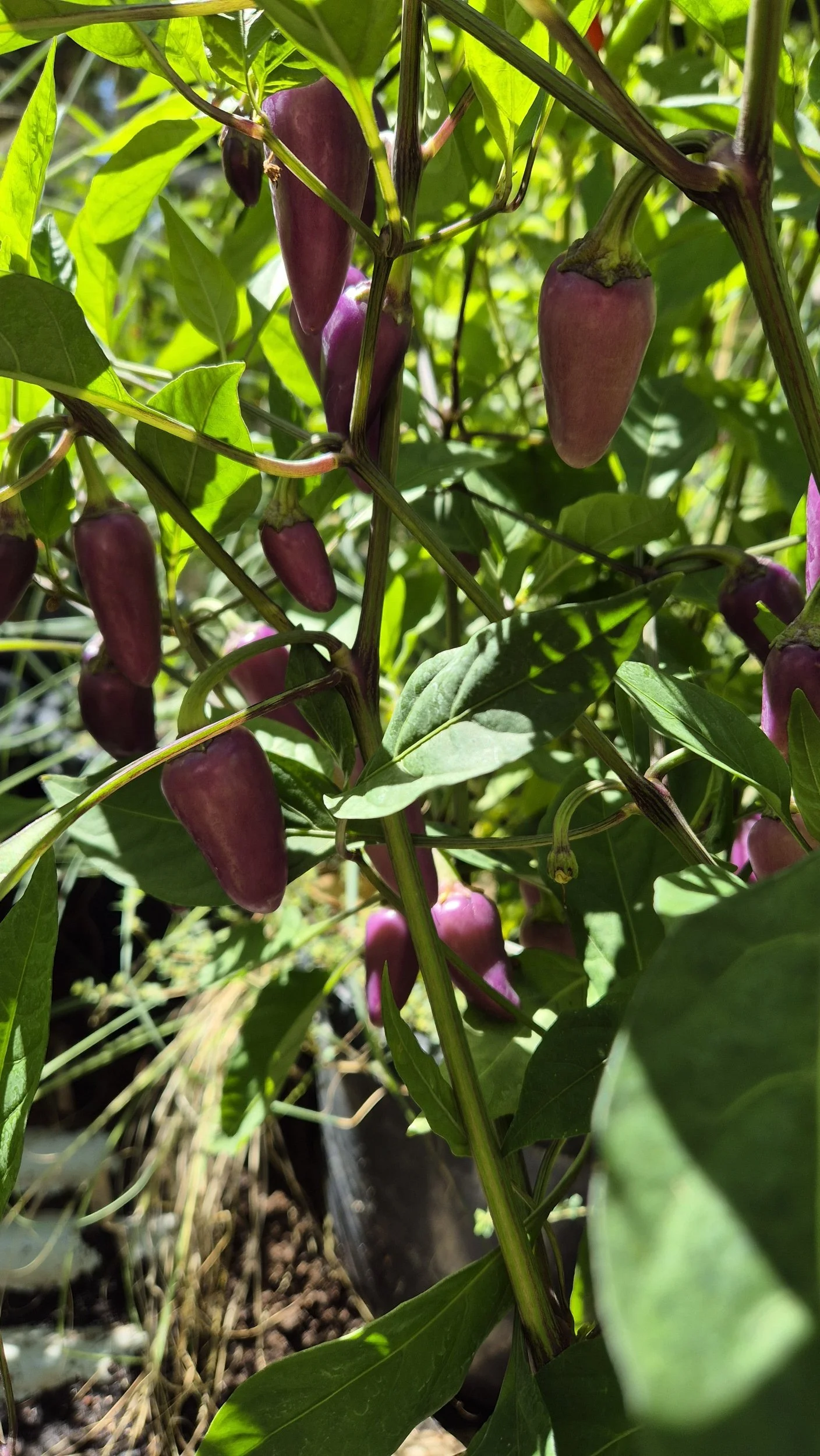 Jalapeno Brown
