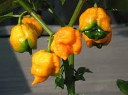 Trinidad - 7 pod brain strain