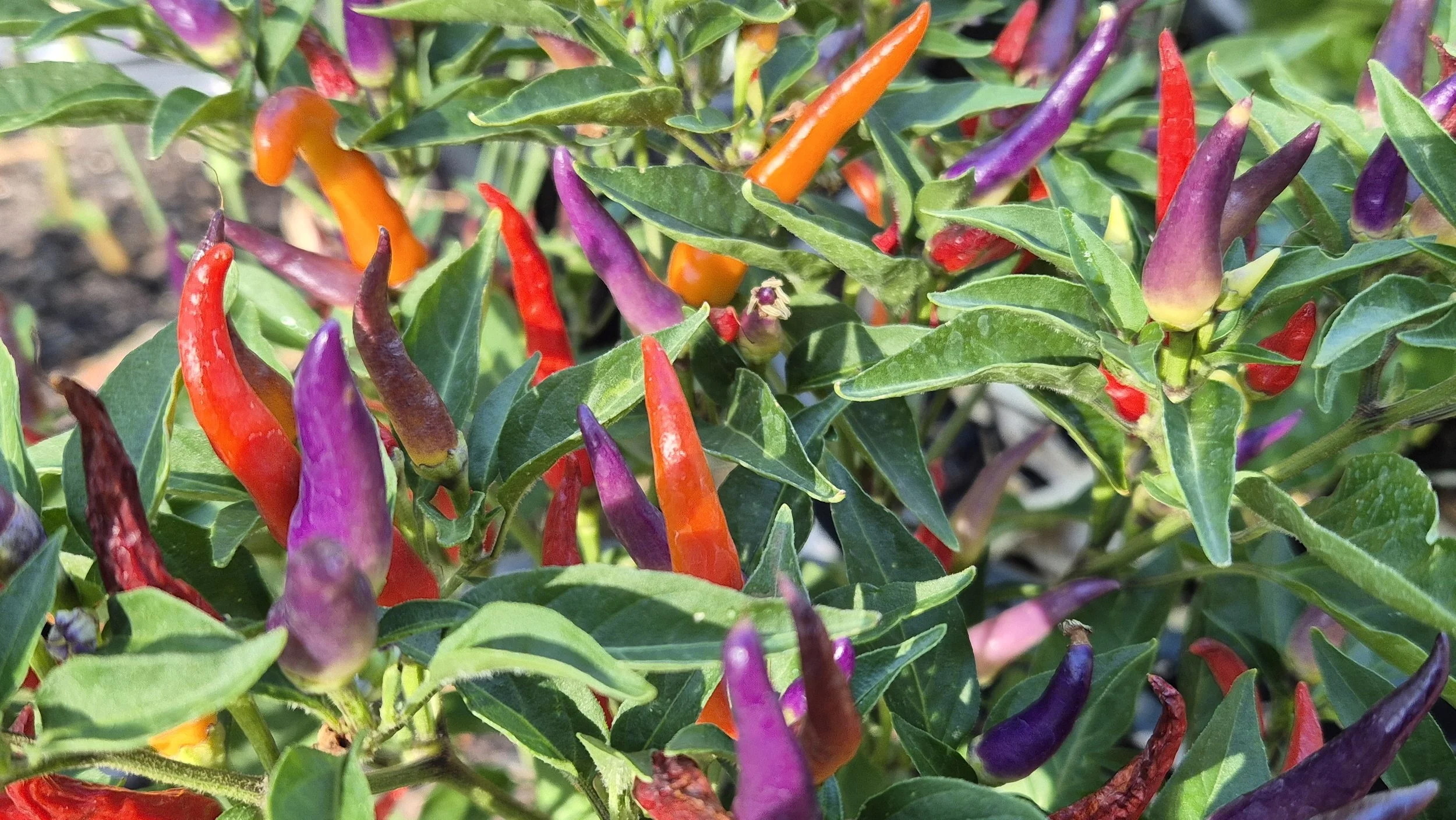 Blue Christmas chilli plant