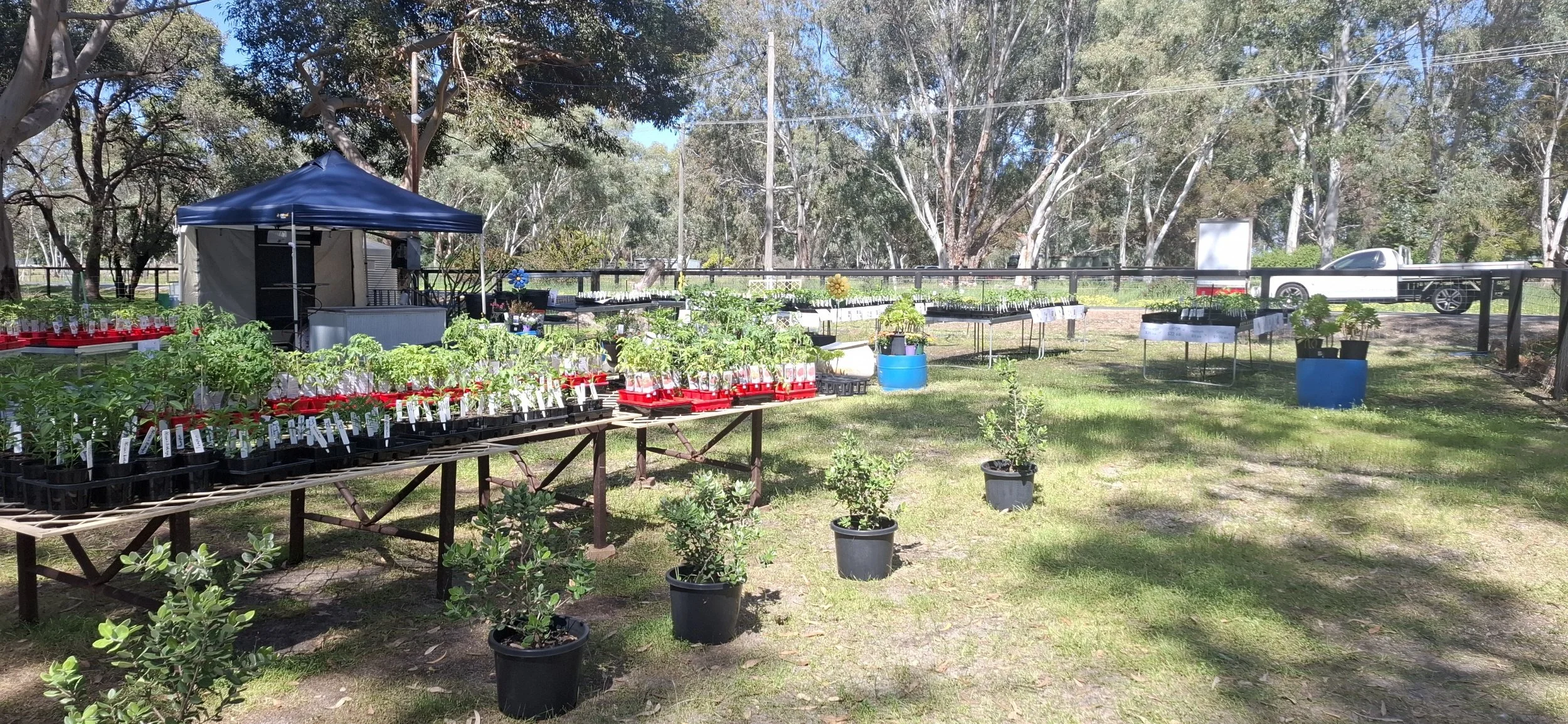 Swan Valley Chillies nursery - September 2026