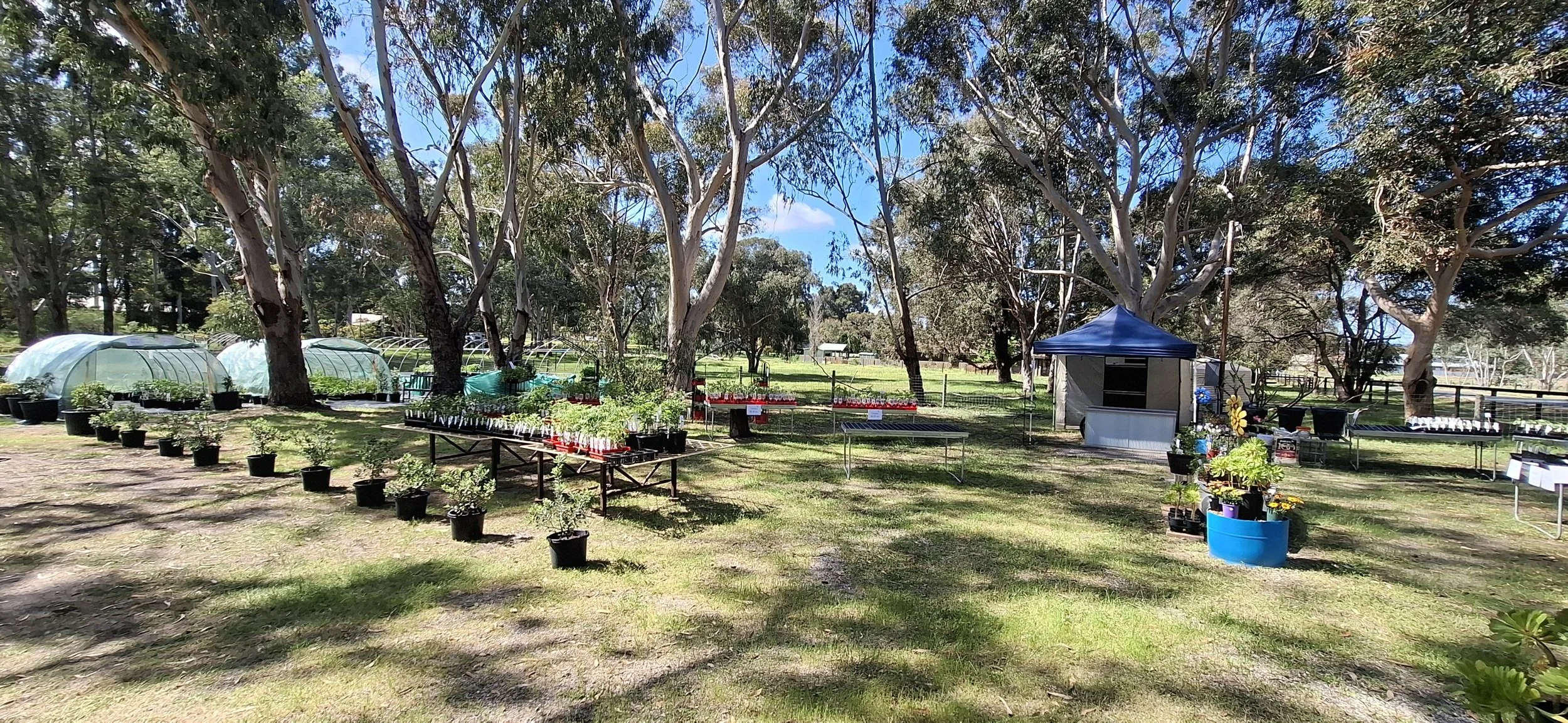 Swan Valley Chillies nursery - September 2026