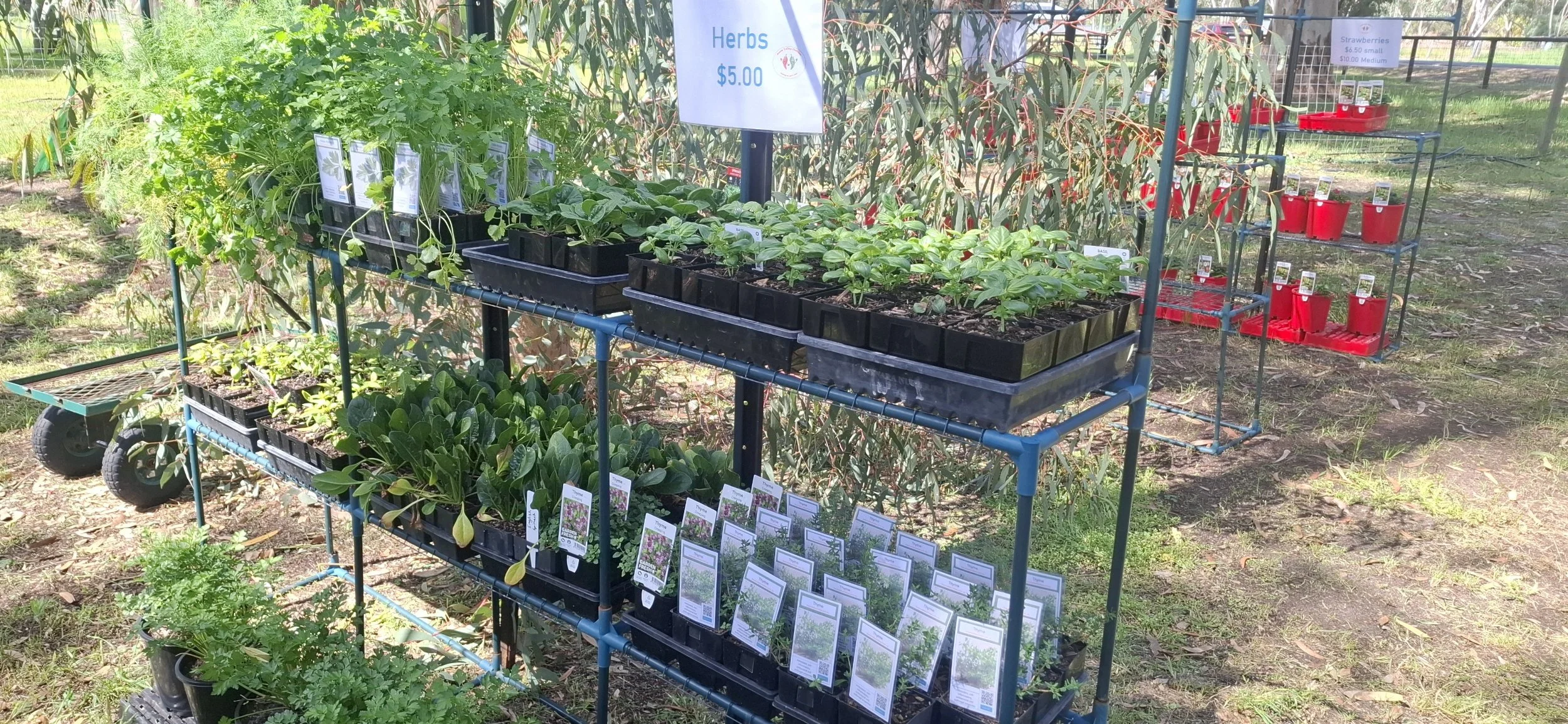 Potted Herbs