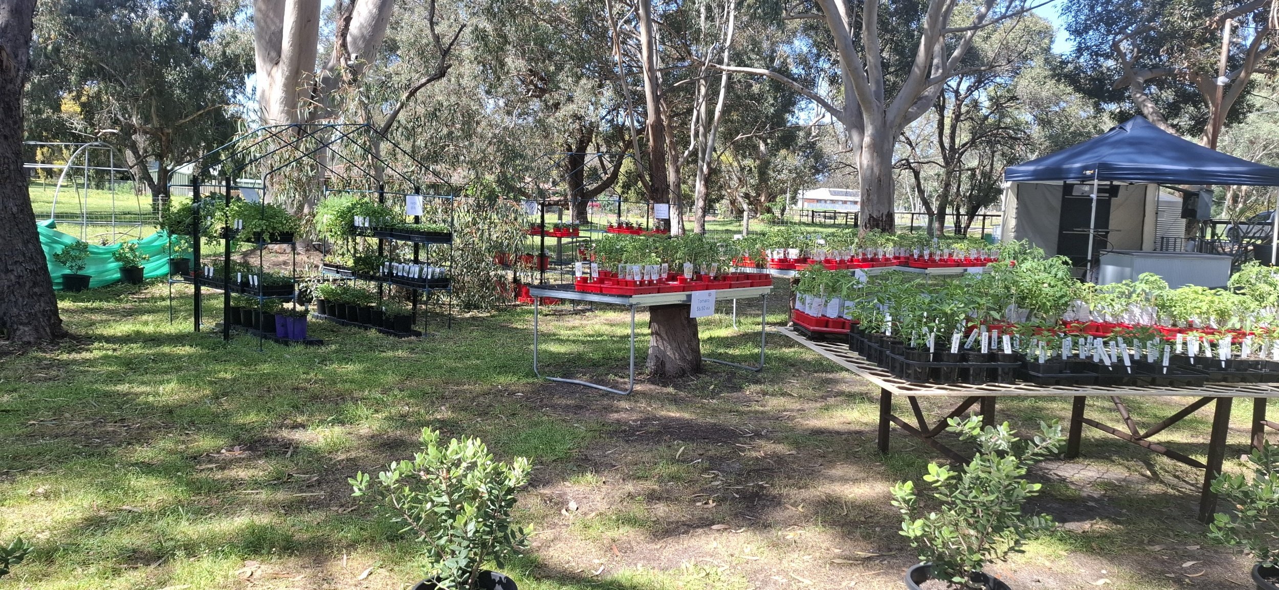 Swan Valley Chillies nursery - September 2026