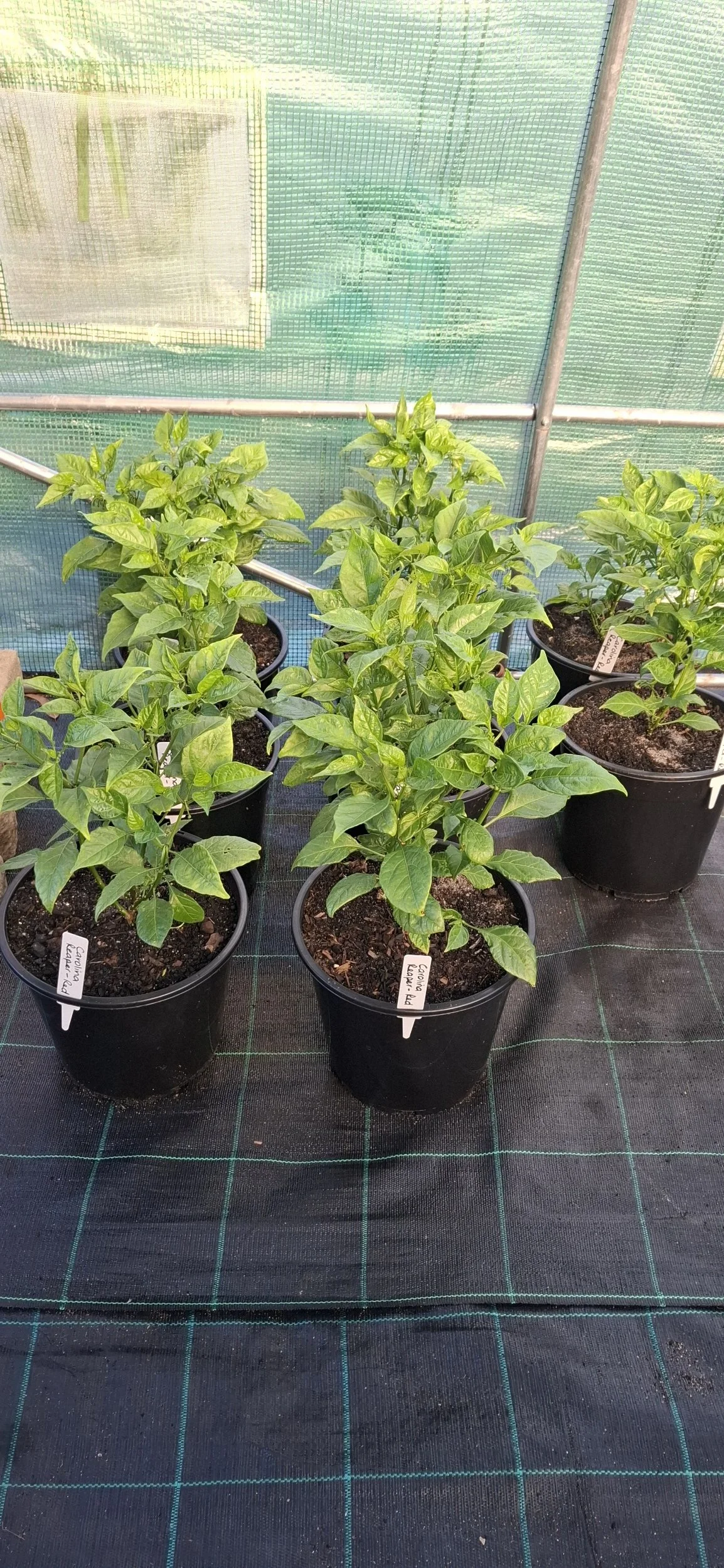 Carolina Reaper chilli plants - Mature