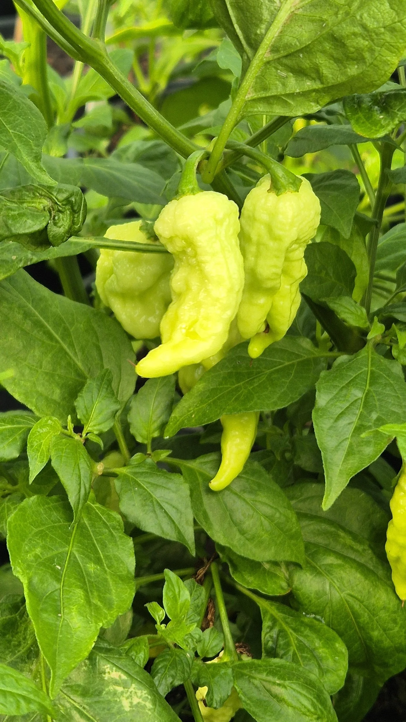 Bhut Jolokia - White