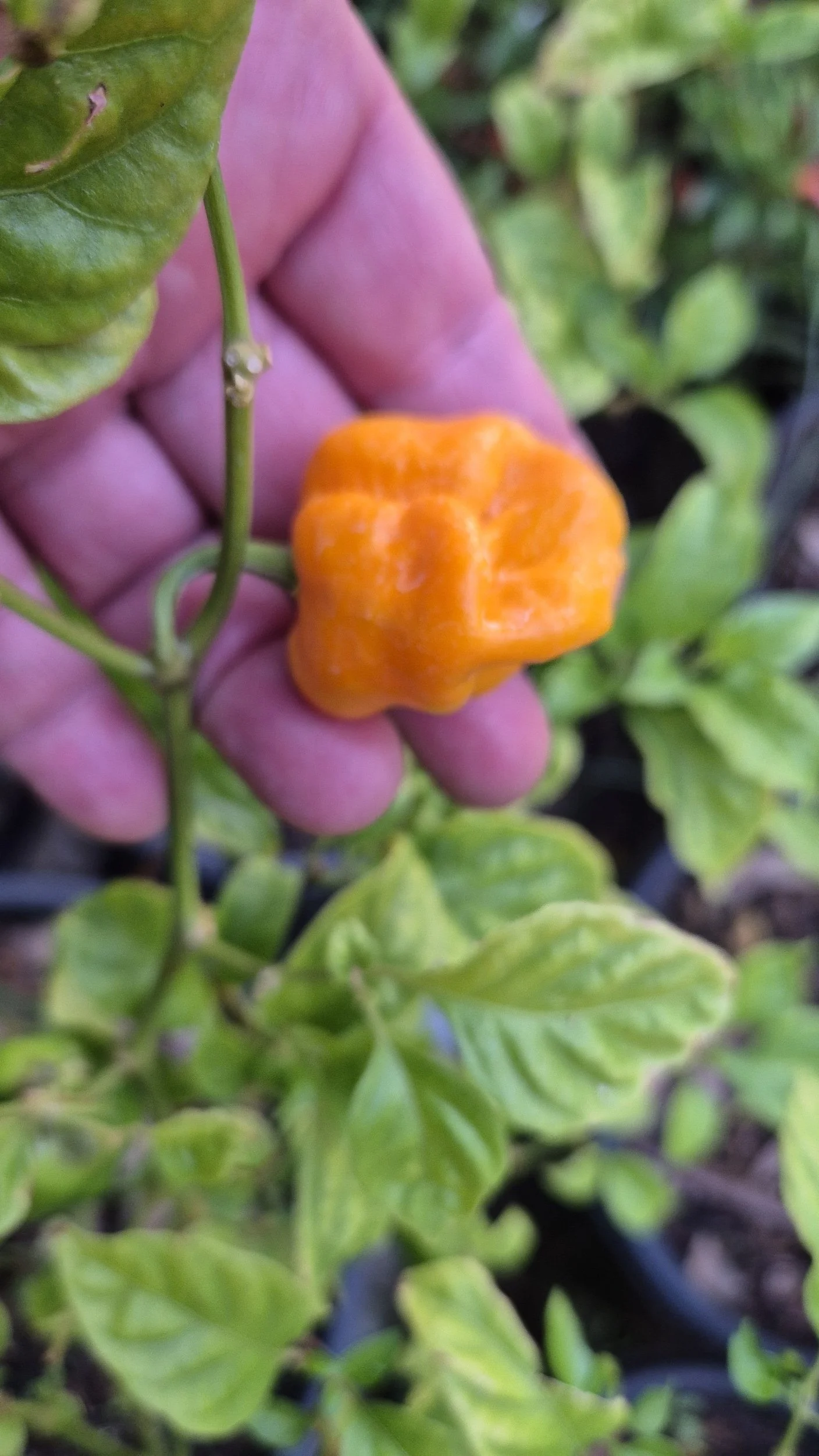 Habanero - Orange