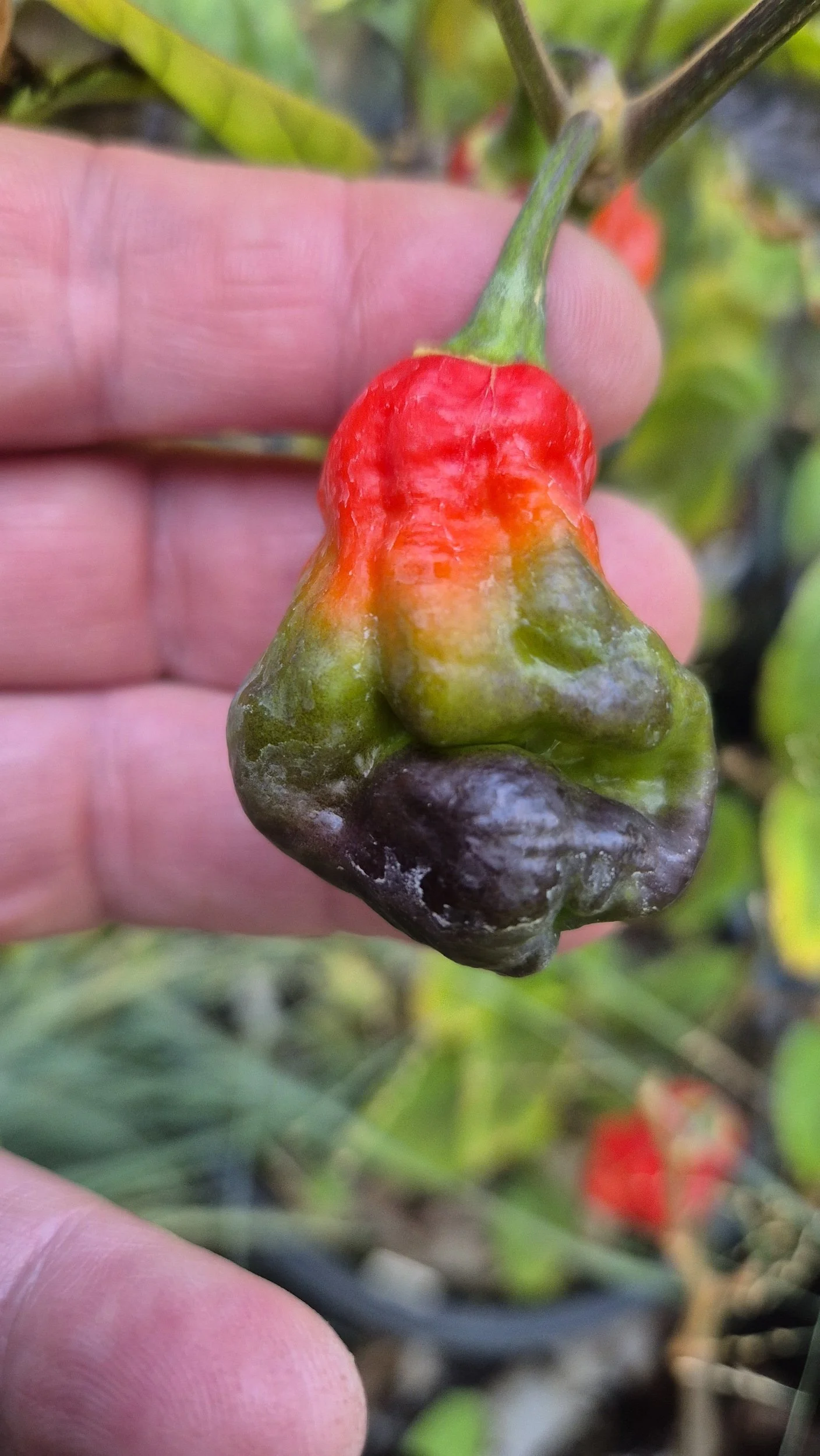 The Riddle - Unpredictable chilli fruit