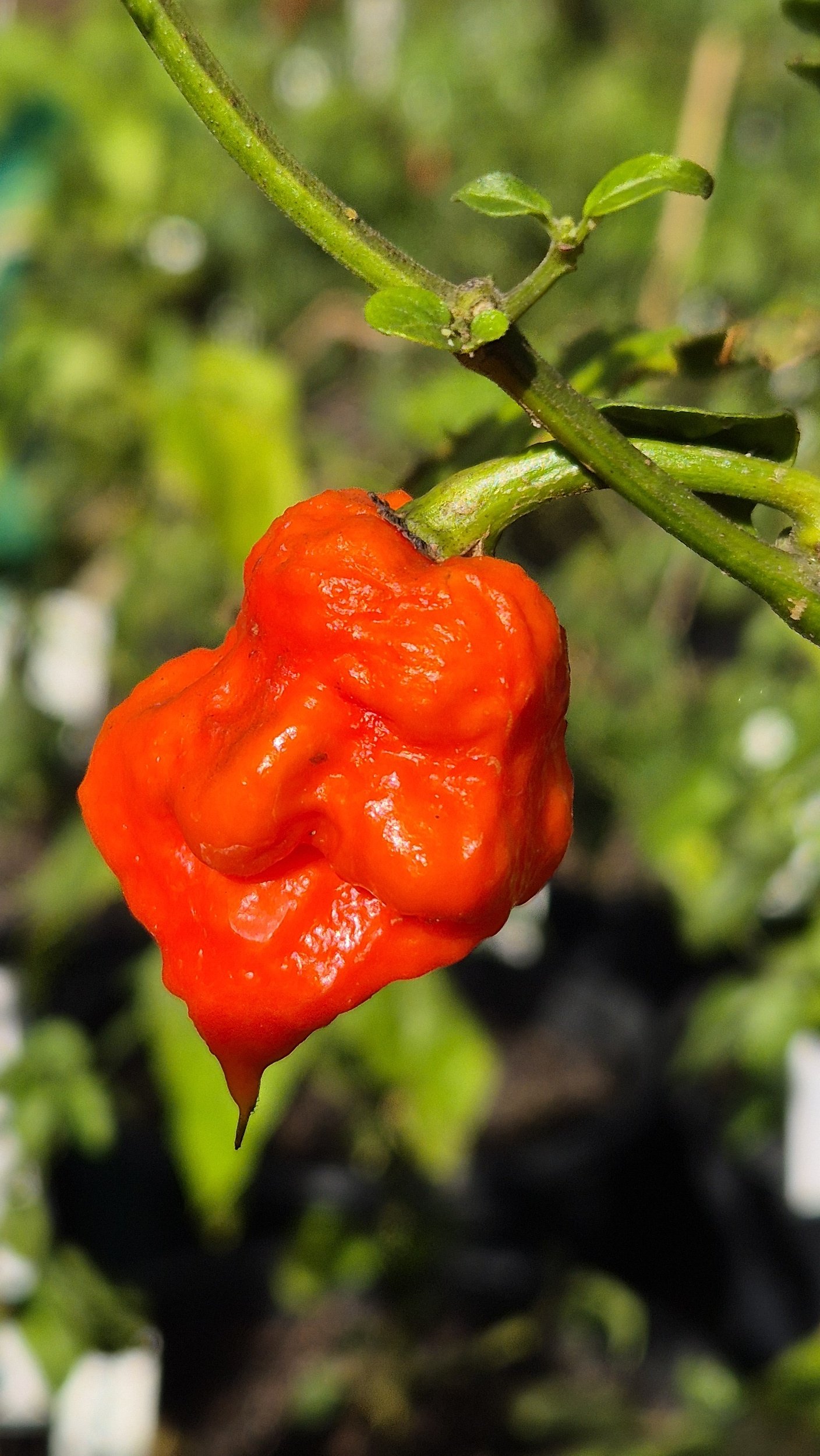 Dragon's Breath chilli