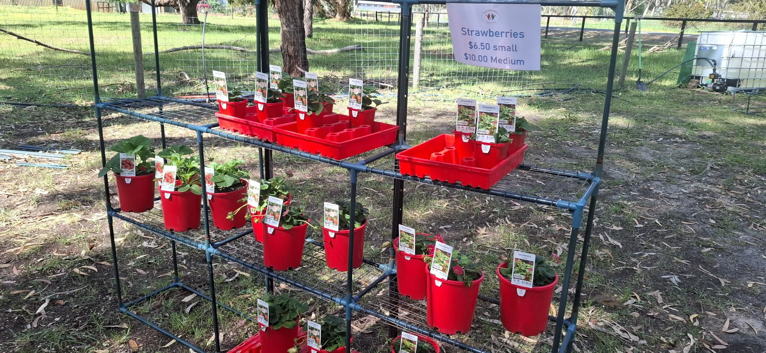 Potted Strawberry varieties