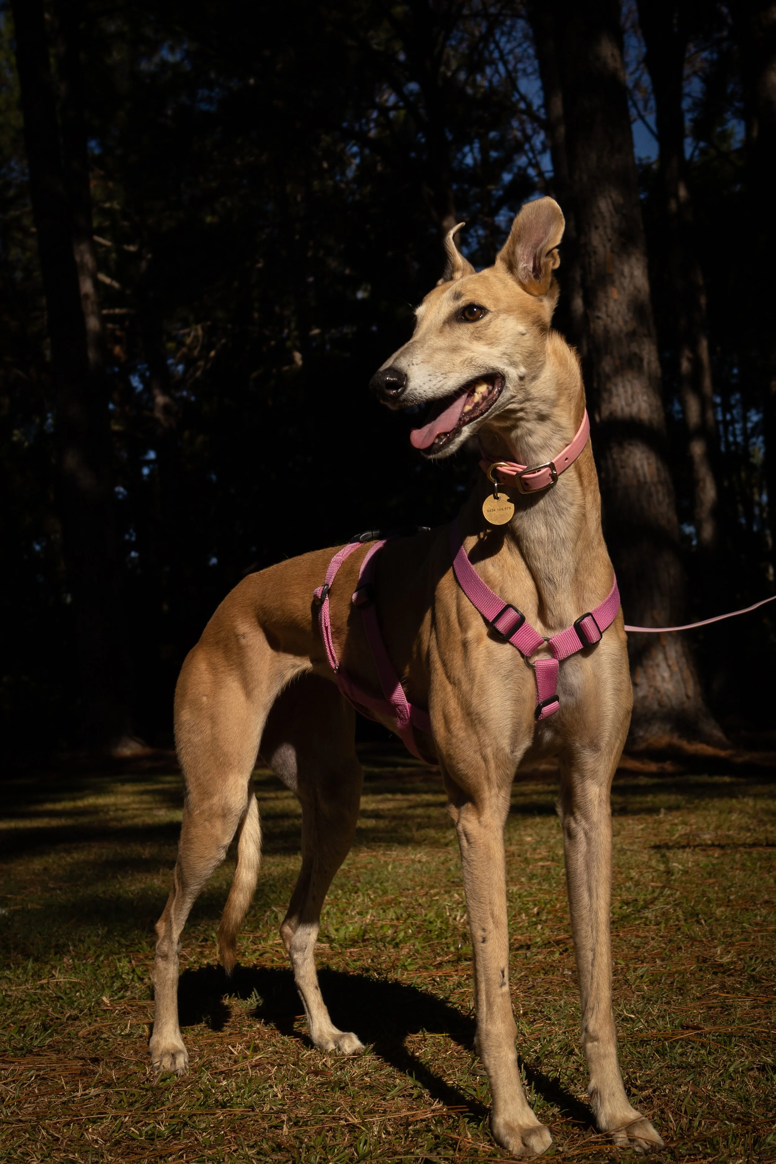 dog therapy northern rivers