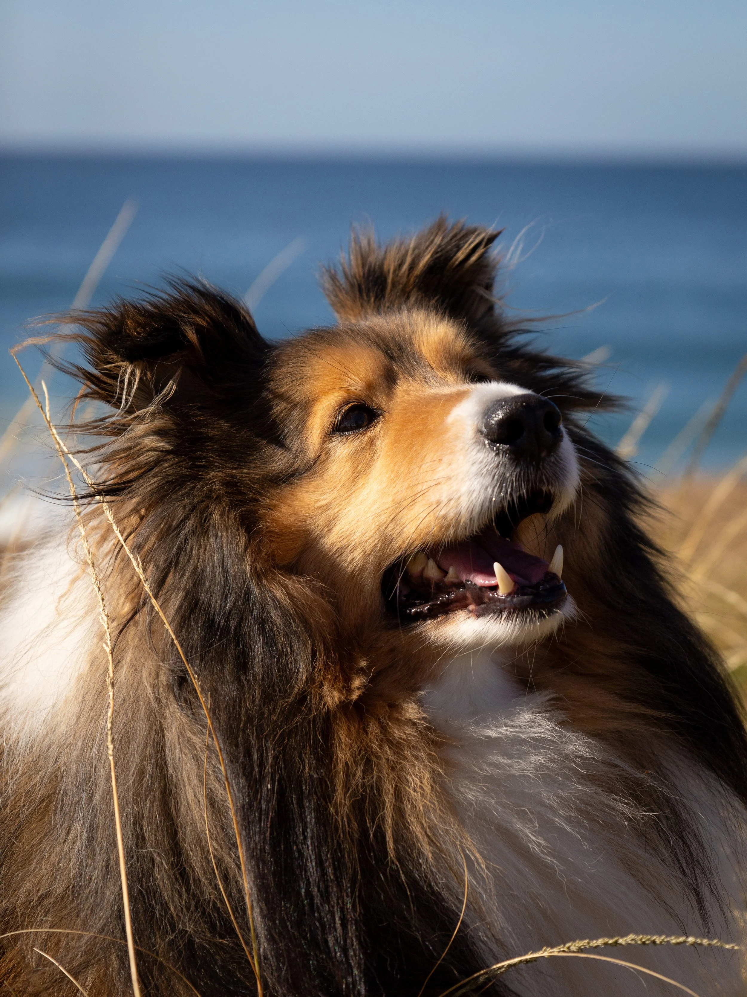 dog at byron bay beach