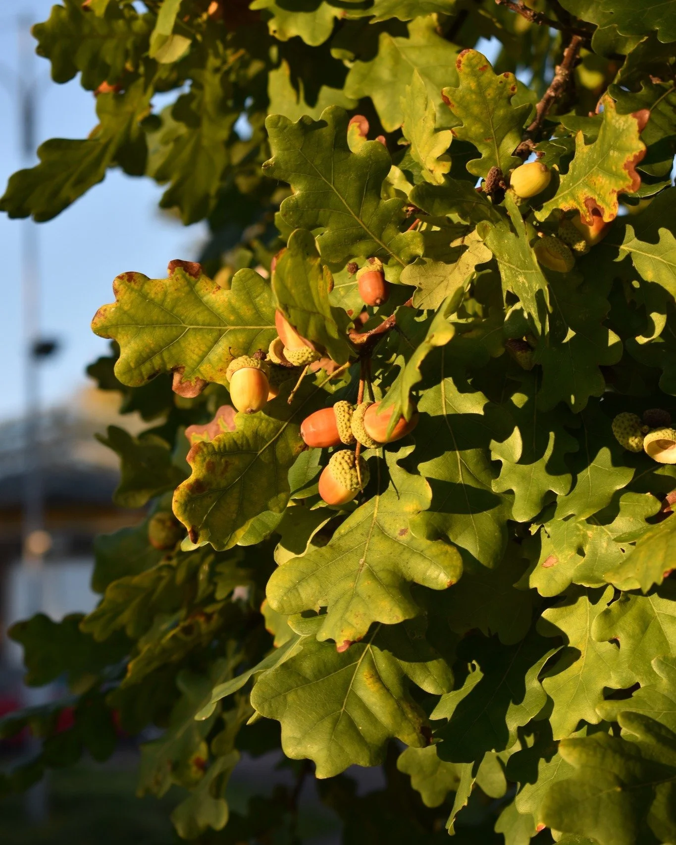 Ihanaa ja rentouttavaa syyslomaa kaikille sit&auml; viett&auml;ville!

 #kannelj&auml;rvenopisto #kannelopisto #kansanopisto