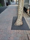 Porous Lane Permeable Tree Surrounds — Porous Lane