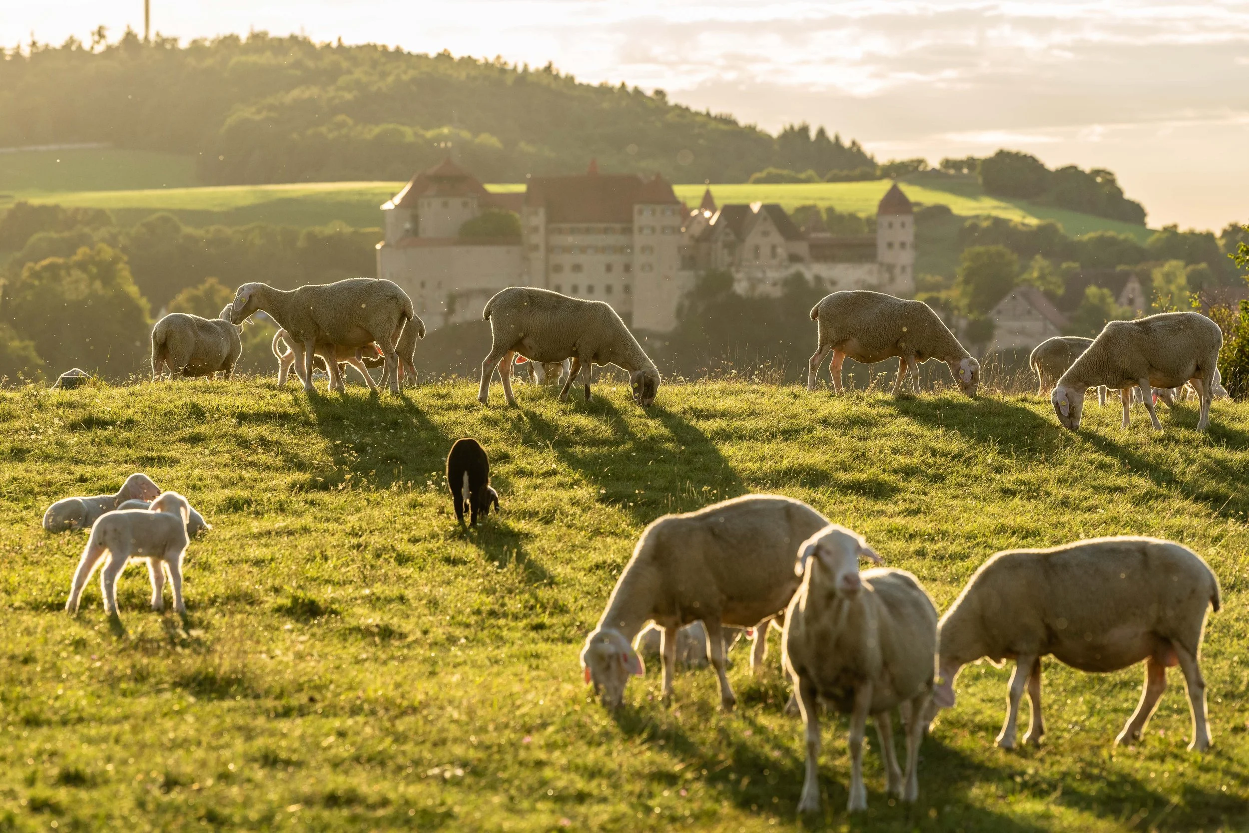 8. Donau-Rieser Schaftag