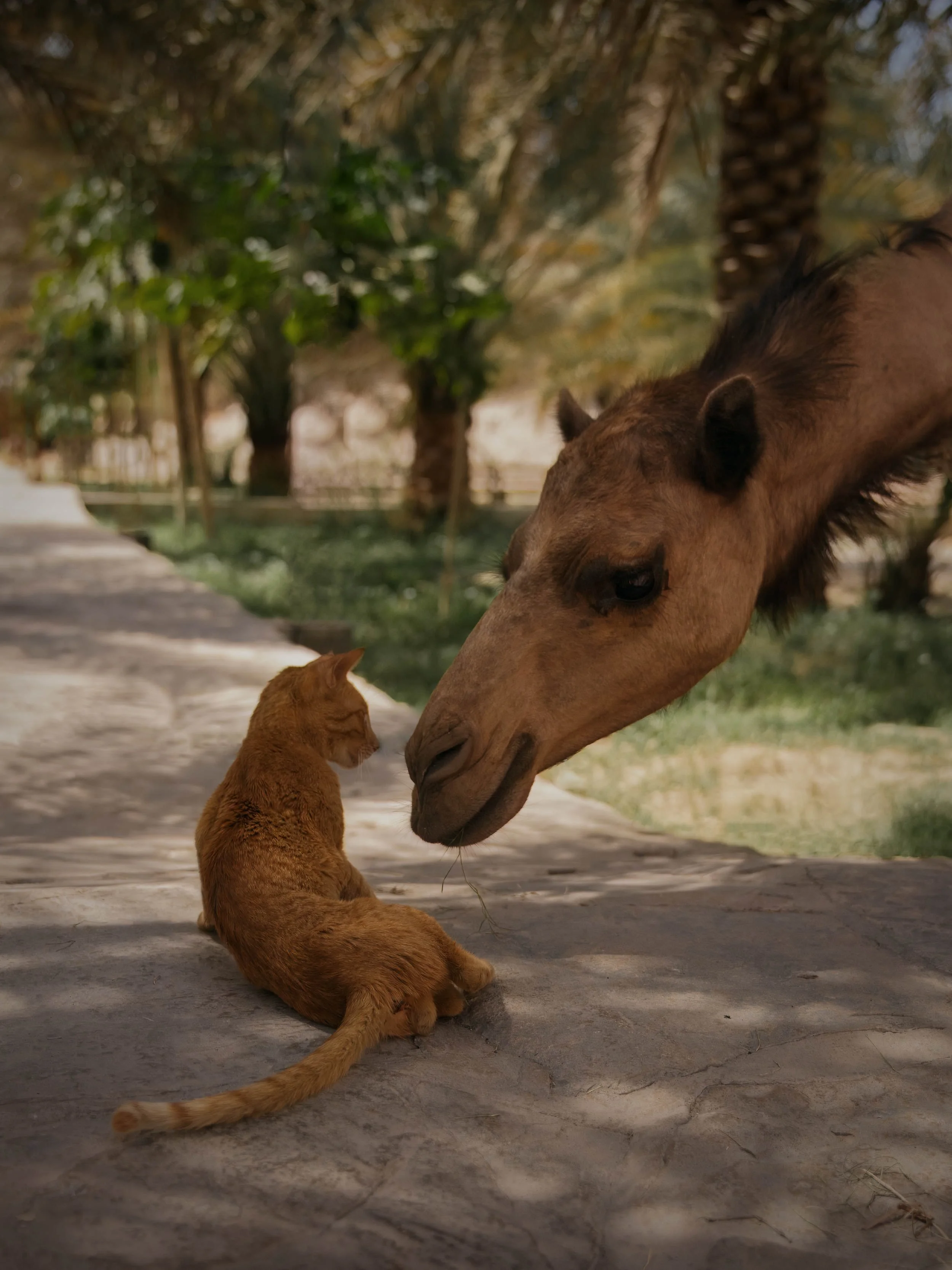 Cat and camel interacting in Nizwa Oman.jpg