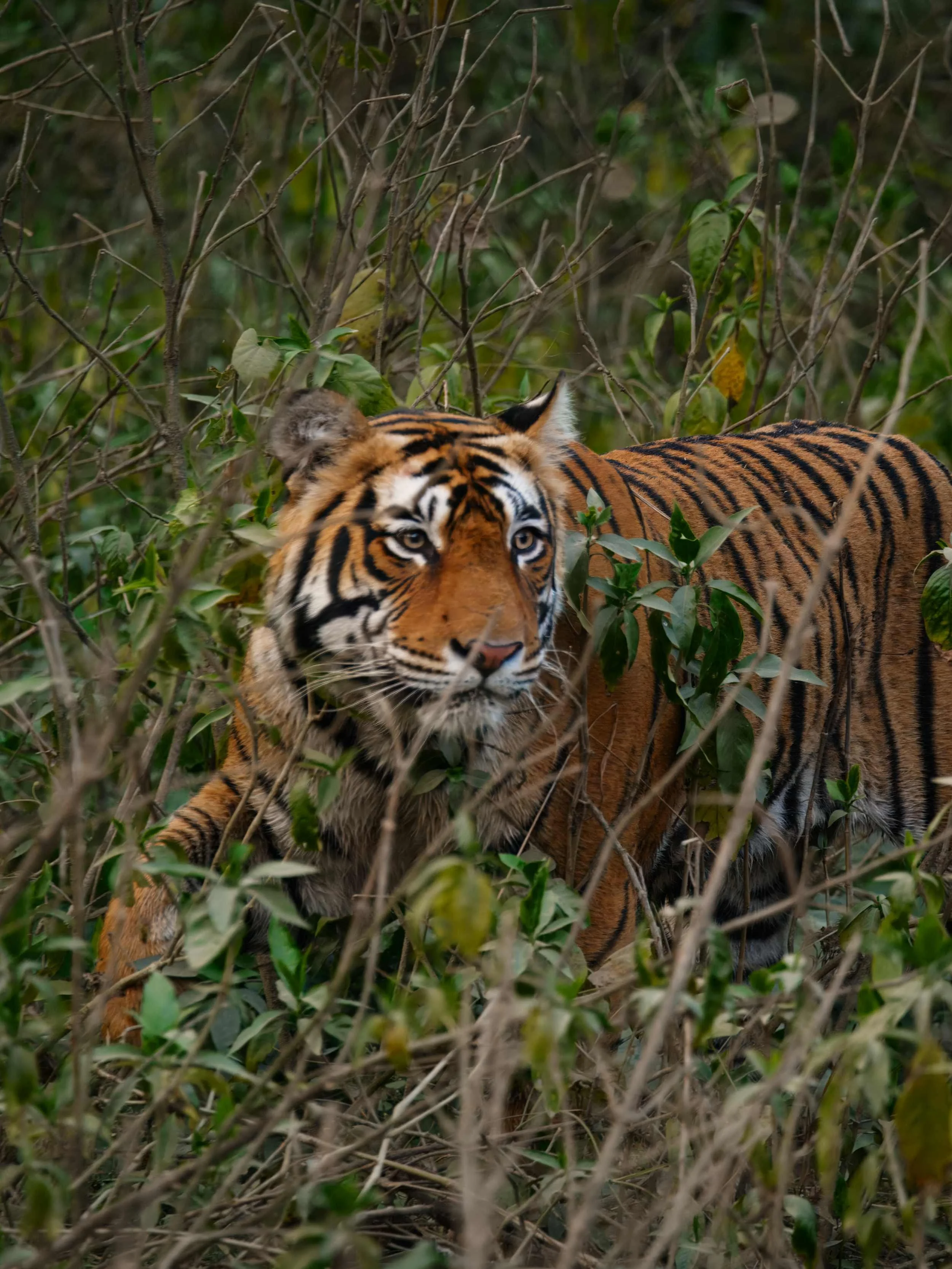 Close up wildlife photo of Bengal Tiger walking in the undergrowth in Ranthambore National Park Rajasthan India