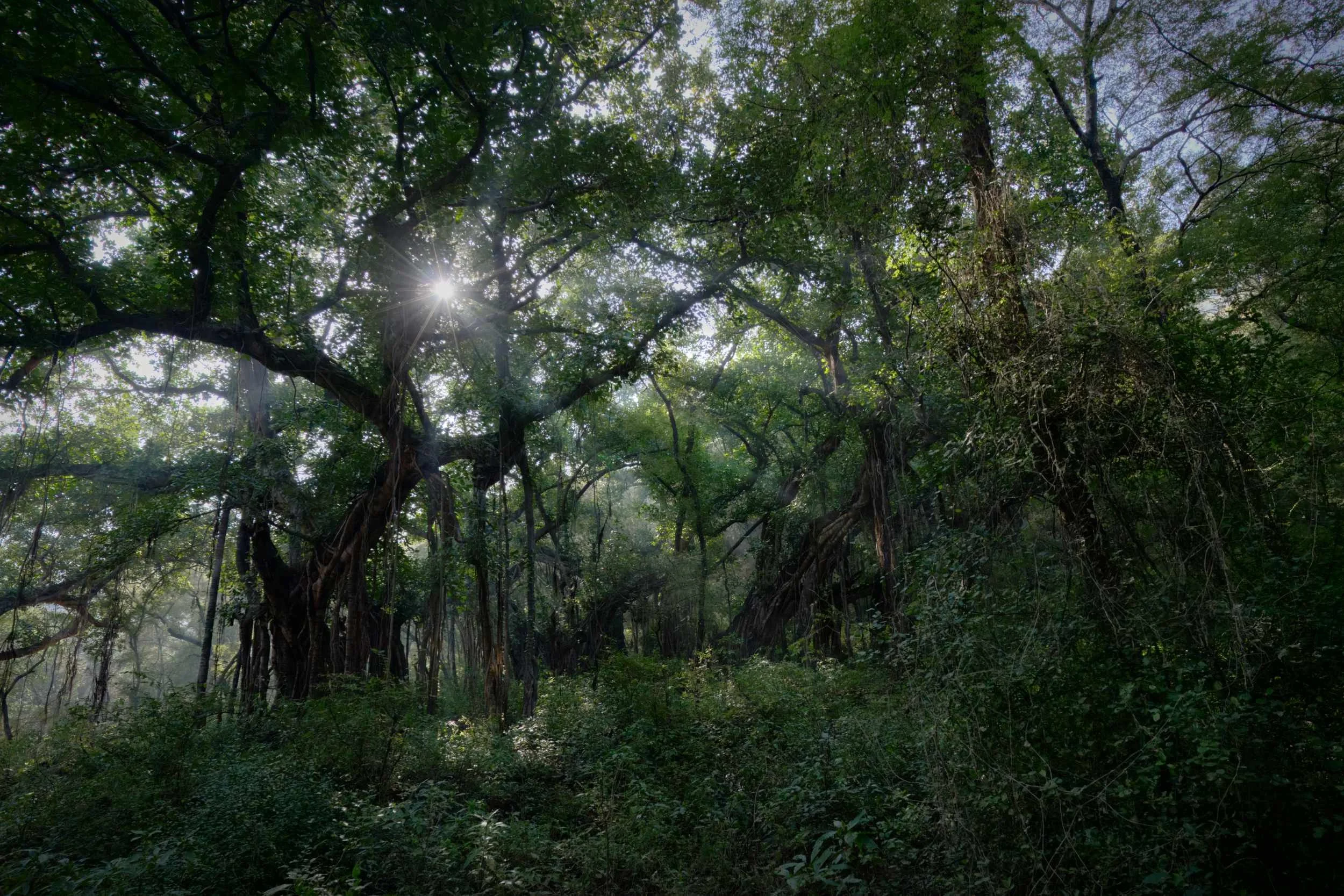 Banyan trees sunflare in Ranthambore National Park Rajasthan India