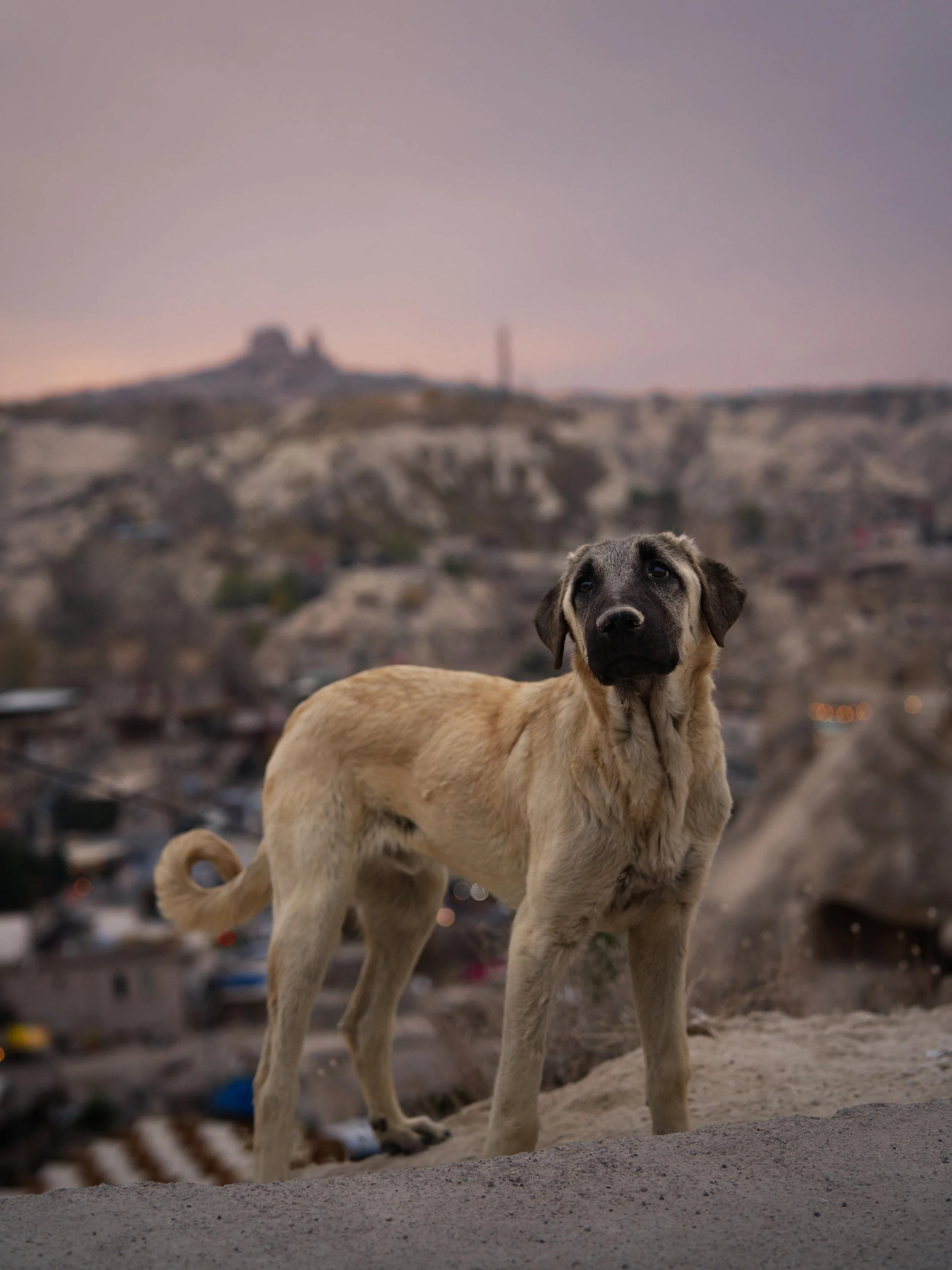 Portrait photo of an anatolian shepherd street dog with Goreme Town cityscape and Uchisar castle in the background at sunset in Cappadocia Turkey.