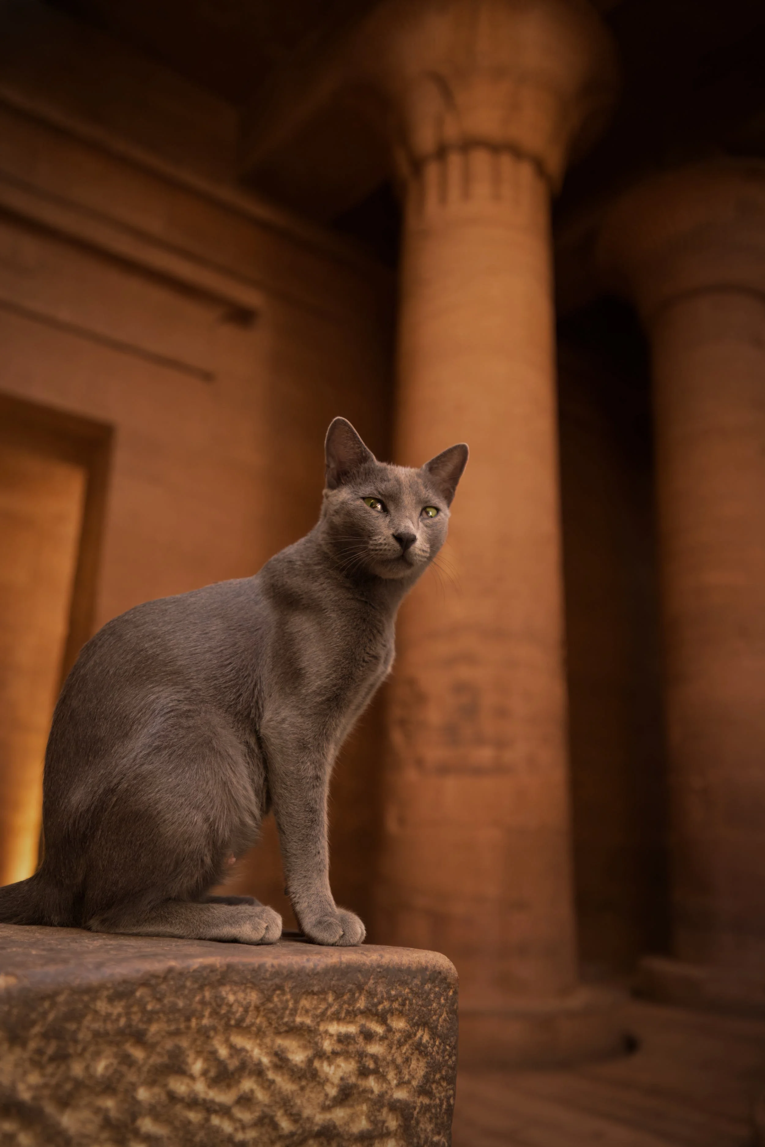 Cat in Philae Temple of Isis in Aswan Nubia Egypt