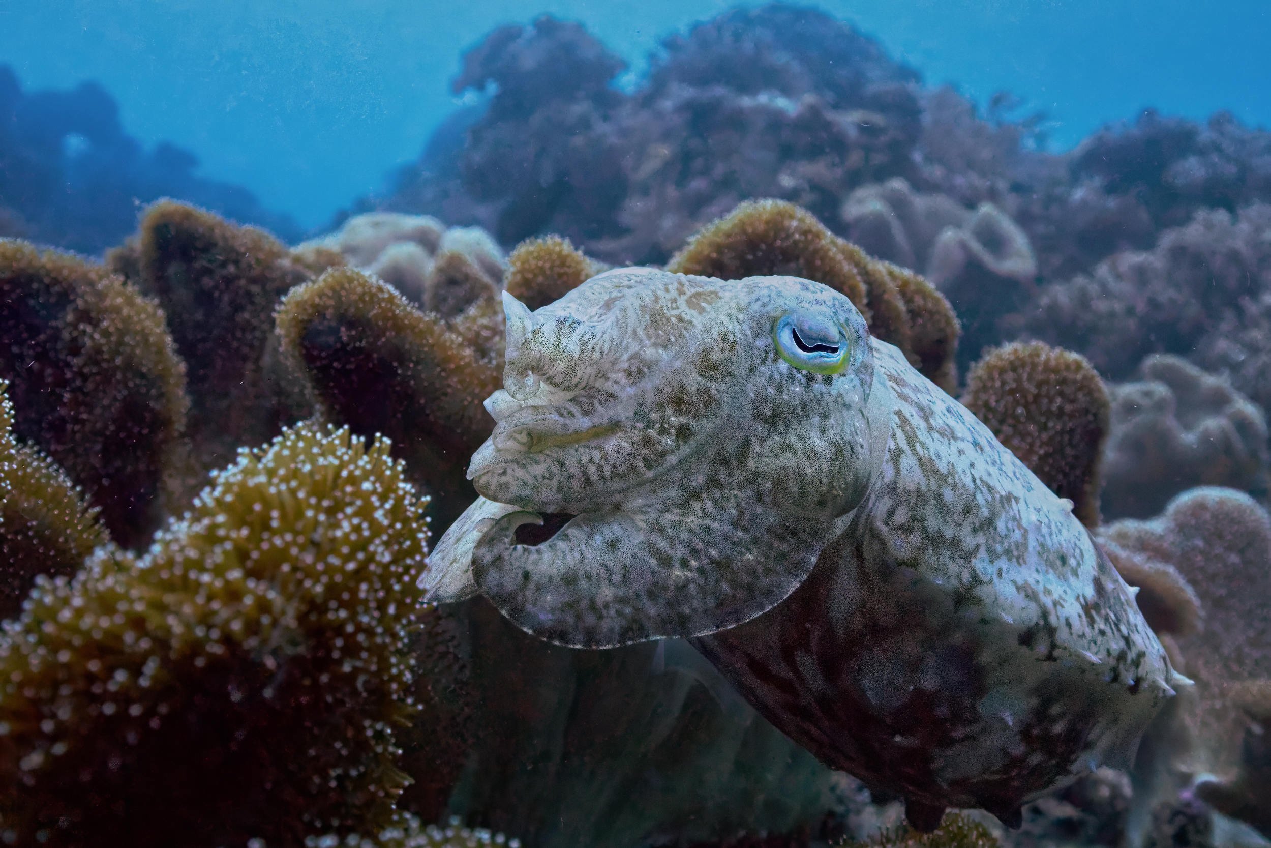 Wildlife photo of Cuttlefish in soft corals in Raja Ampat Indonesia cropped