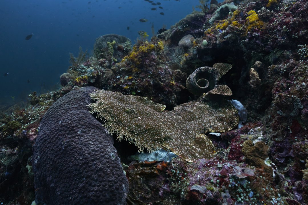Underwater photography fine art photo print of a Wobbegong shark sleeping in coral reef with fish schools in Raja Ampat Indonesia