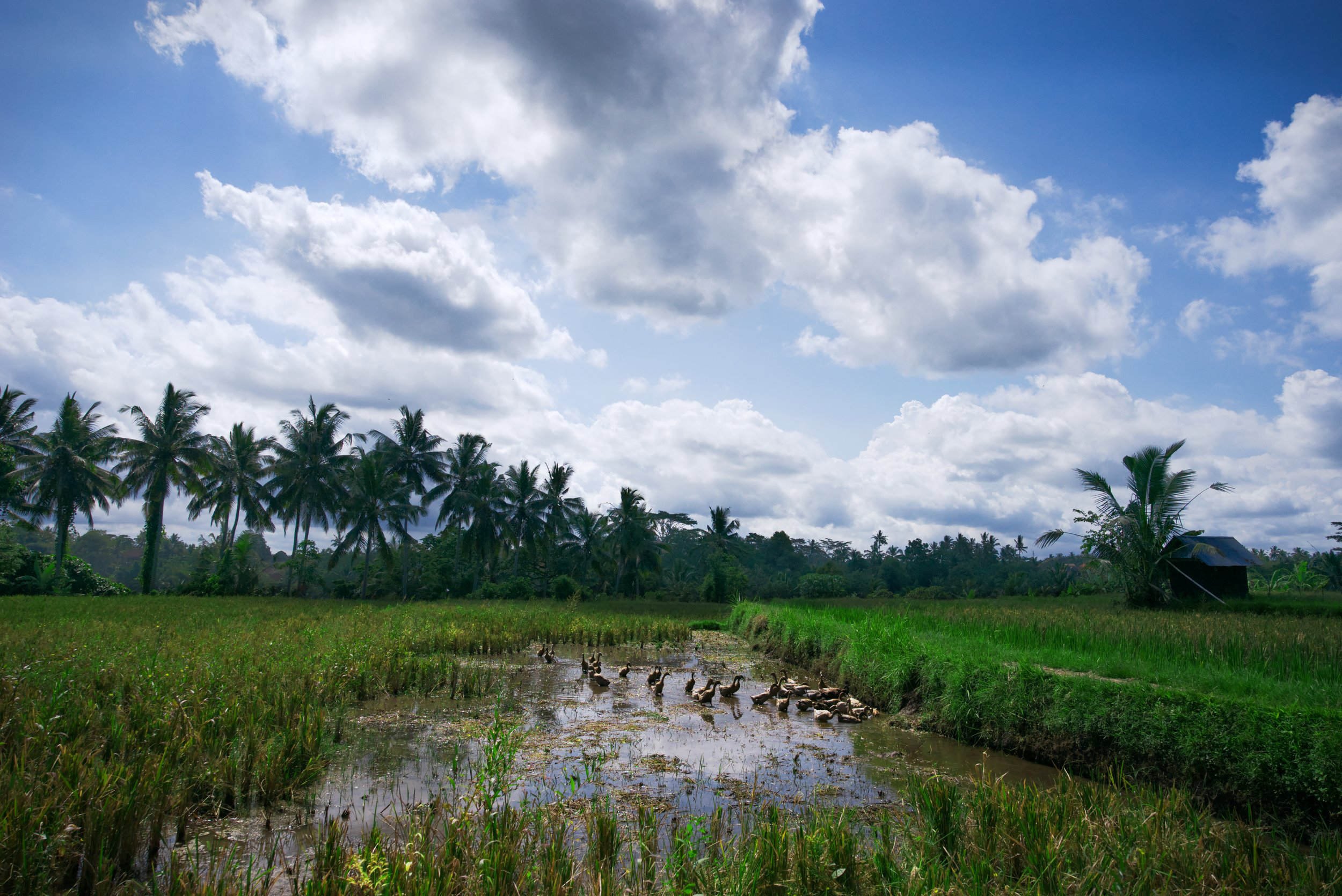 Landscape photo of a family of ducks in a rice paddy field bordered by palm trees, on a sunny day in Ubud, Bali, Indonesia.