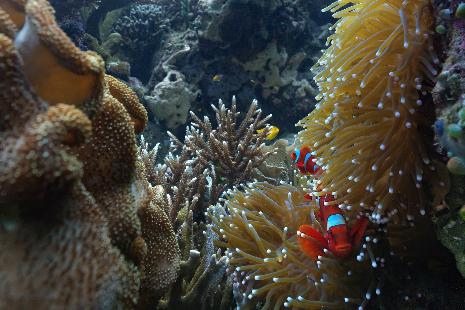 Clownfish Anemonefish in sea anemone in Raja Ampat Indonesia cropped