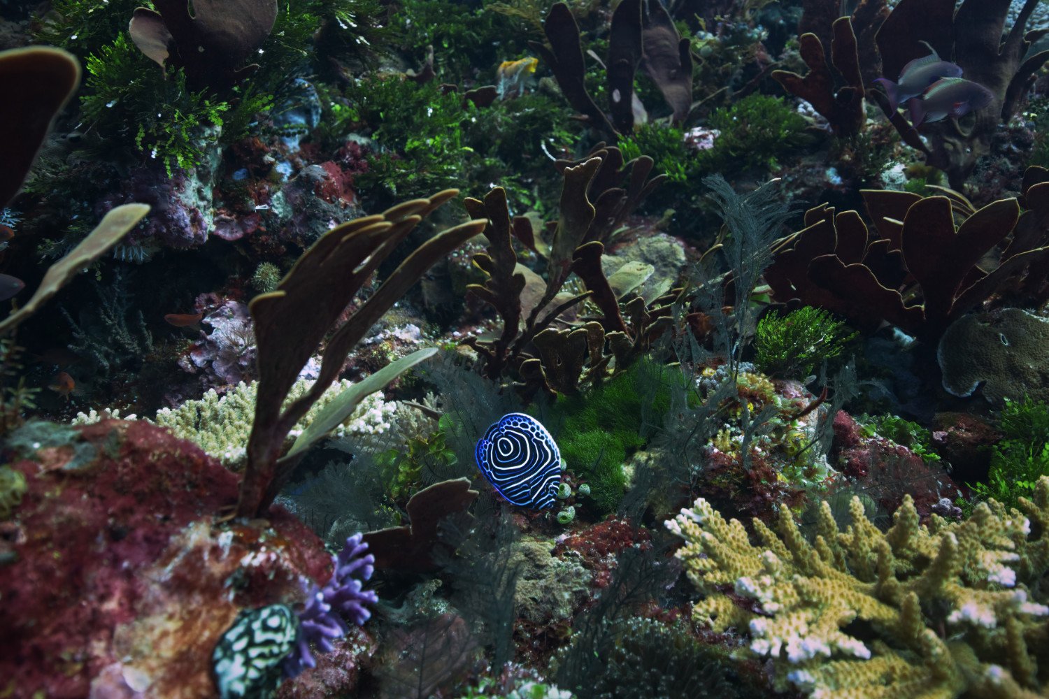 Underwater wildlife photography fine art photo print of a Juvenile Emperor Angelfish in a beautiful pristine coral reef the Alor Achipelago, Indonesia cropped