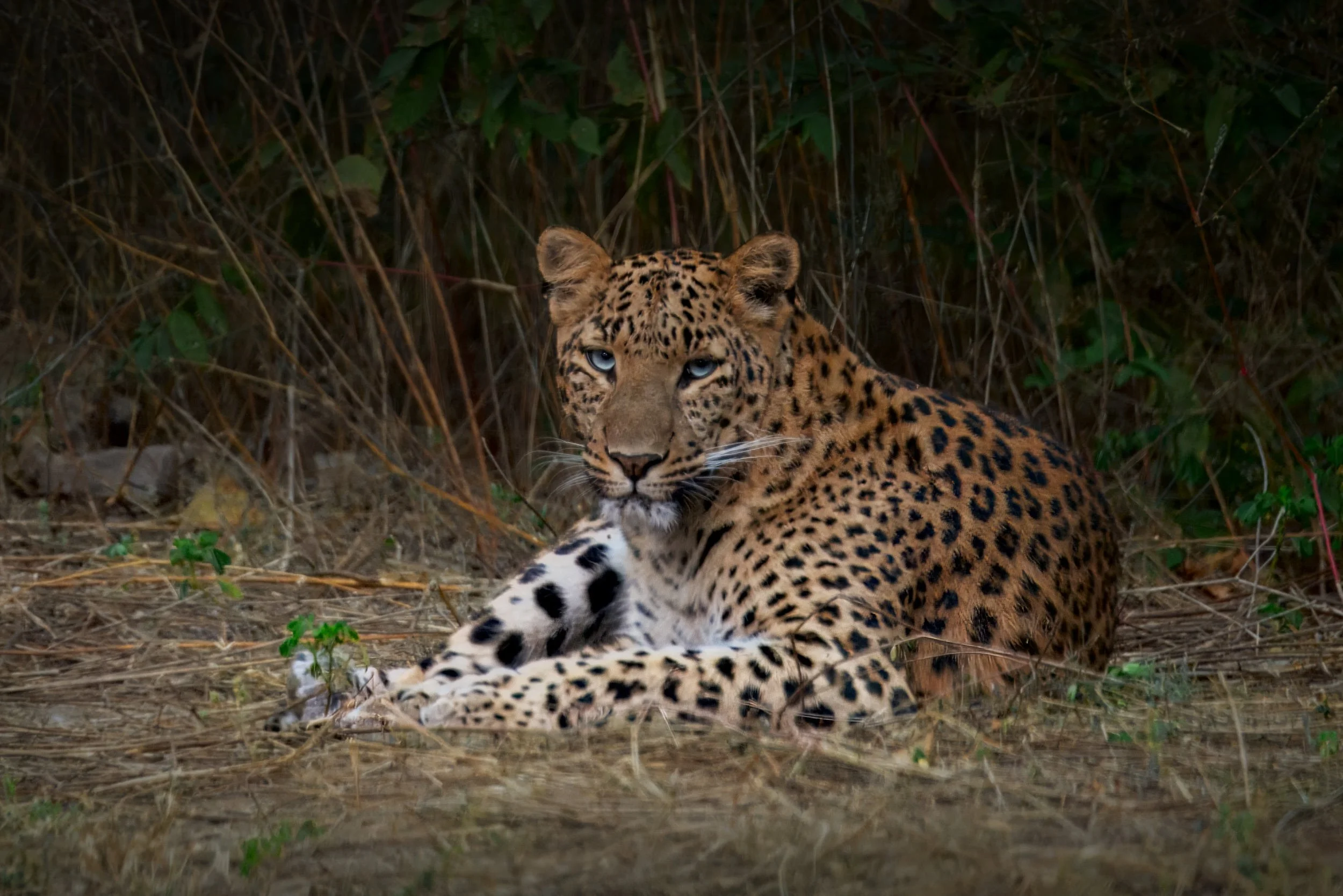 Wildlife photo of Leopard sitting in Jhalana Leopard Park in Jaipur Rajasthan India