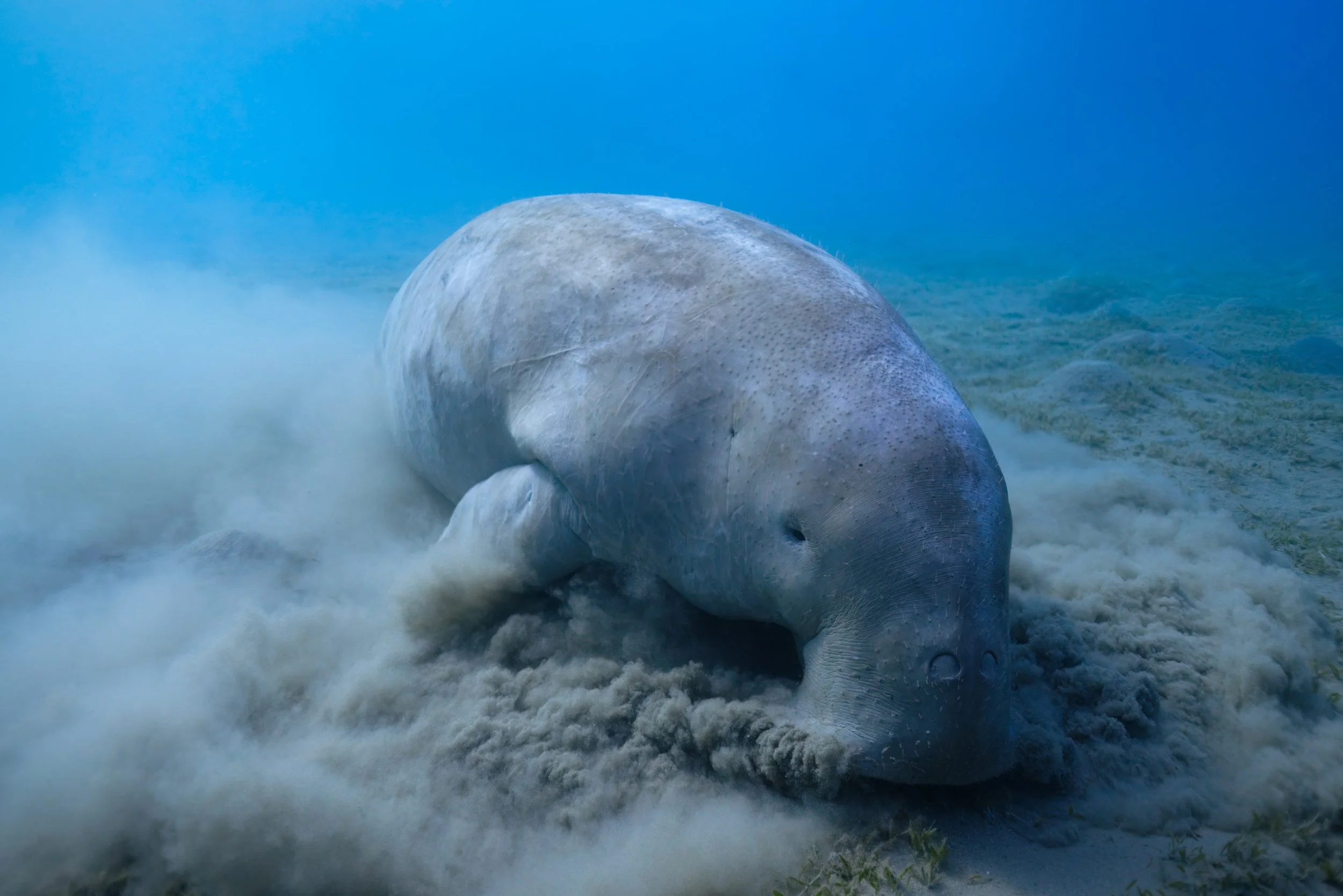 Underwater Wildlife Photo of a Dugong Feeding on Seagrass in Marsa Alam Red Sea Egypt