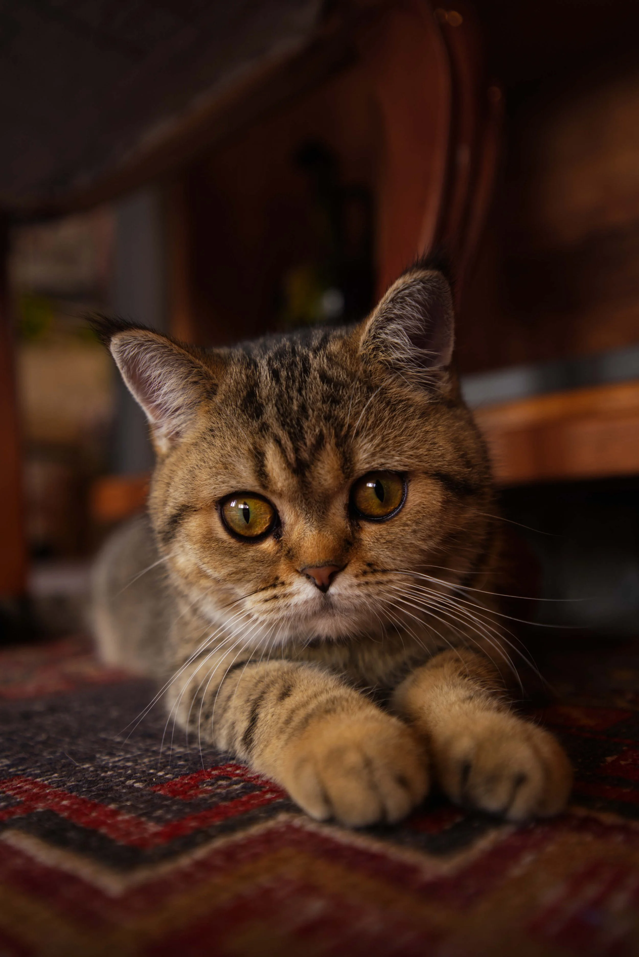 Portrait photo of a cute cat sitting on a turkish rug in a house in Goreme, Cappadocia, Turkey.