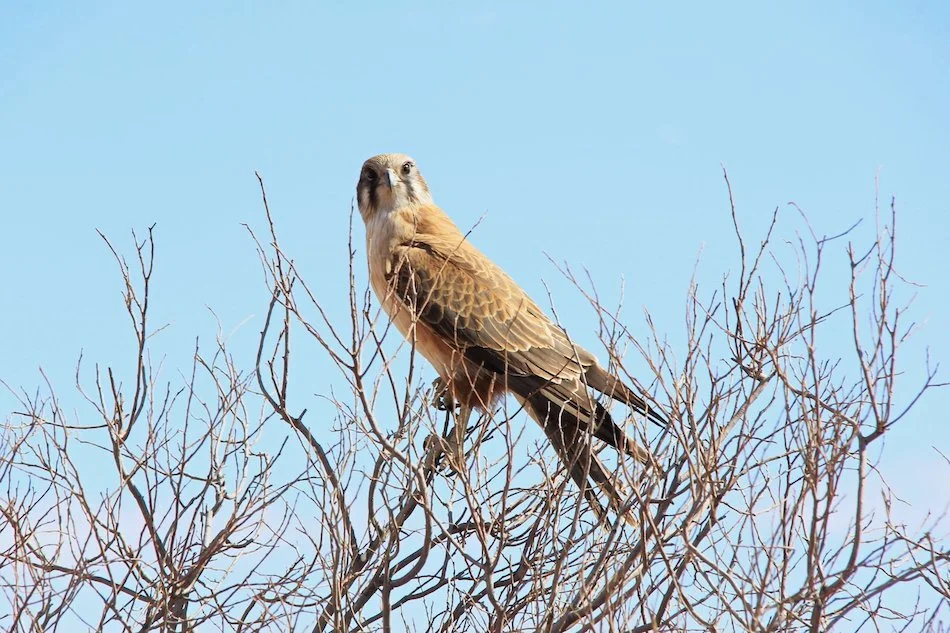 Madigan Line Hawk