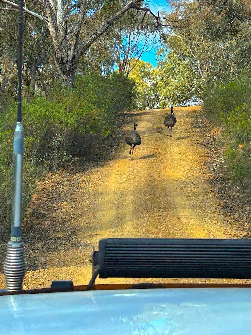 Emus running on a track in Abercrombie River National Park