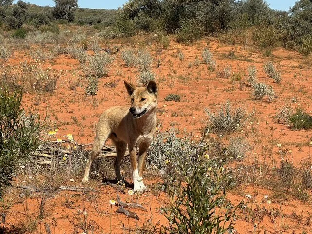 simpson-desert-west-to-east-dingo-212kb.jpg
