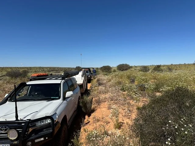 simpson-desert-west-to-east-vehicles-and-wildflowers-212kb.jpg