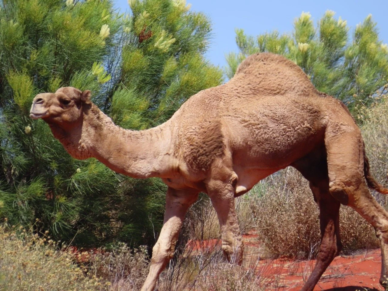 madigan-line-camel-388kb.JPG