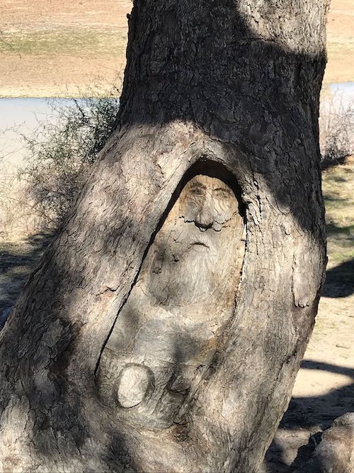 corner-country-burke-and-wills-blazed-tree-125kb.jpeg