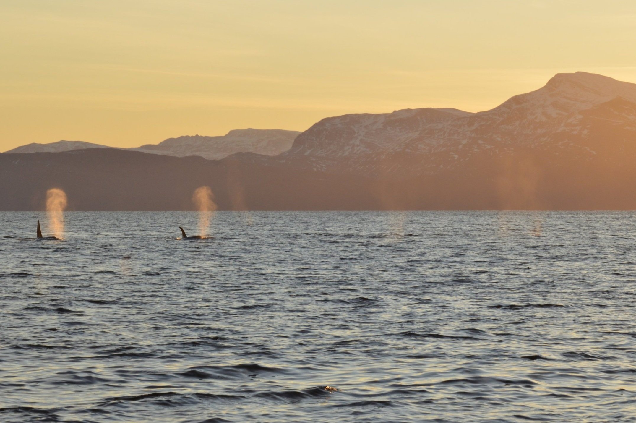 credit photo Alice Marcillaud