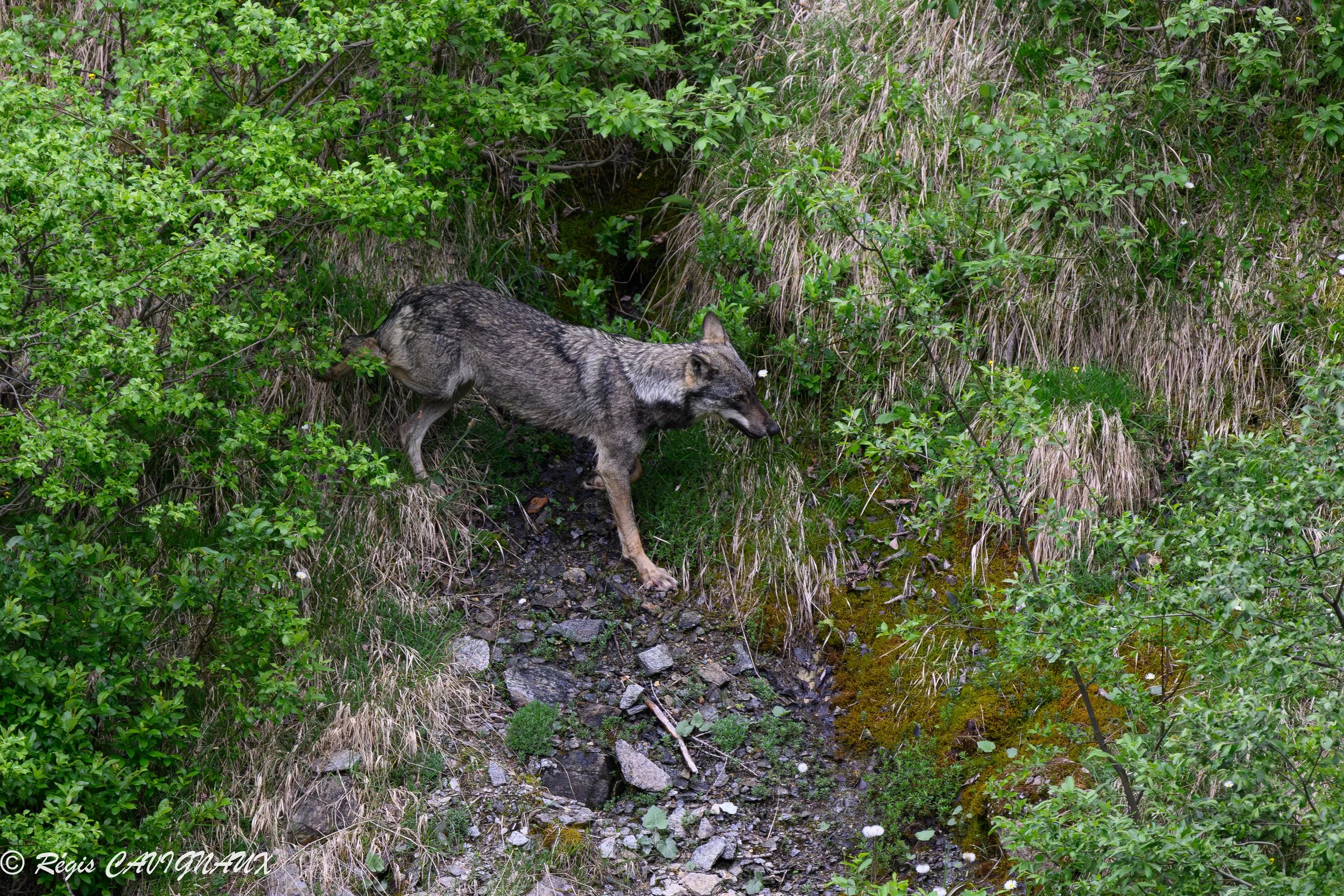 credit photo Regis Cavignaux