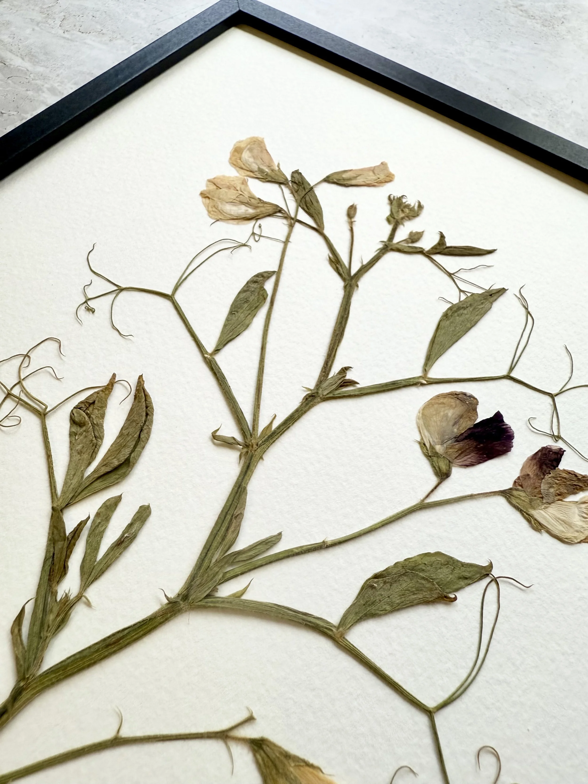 Pressed Sweetpea Herbarium