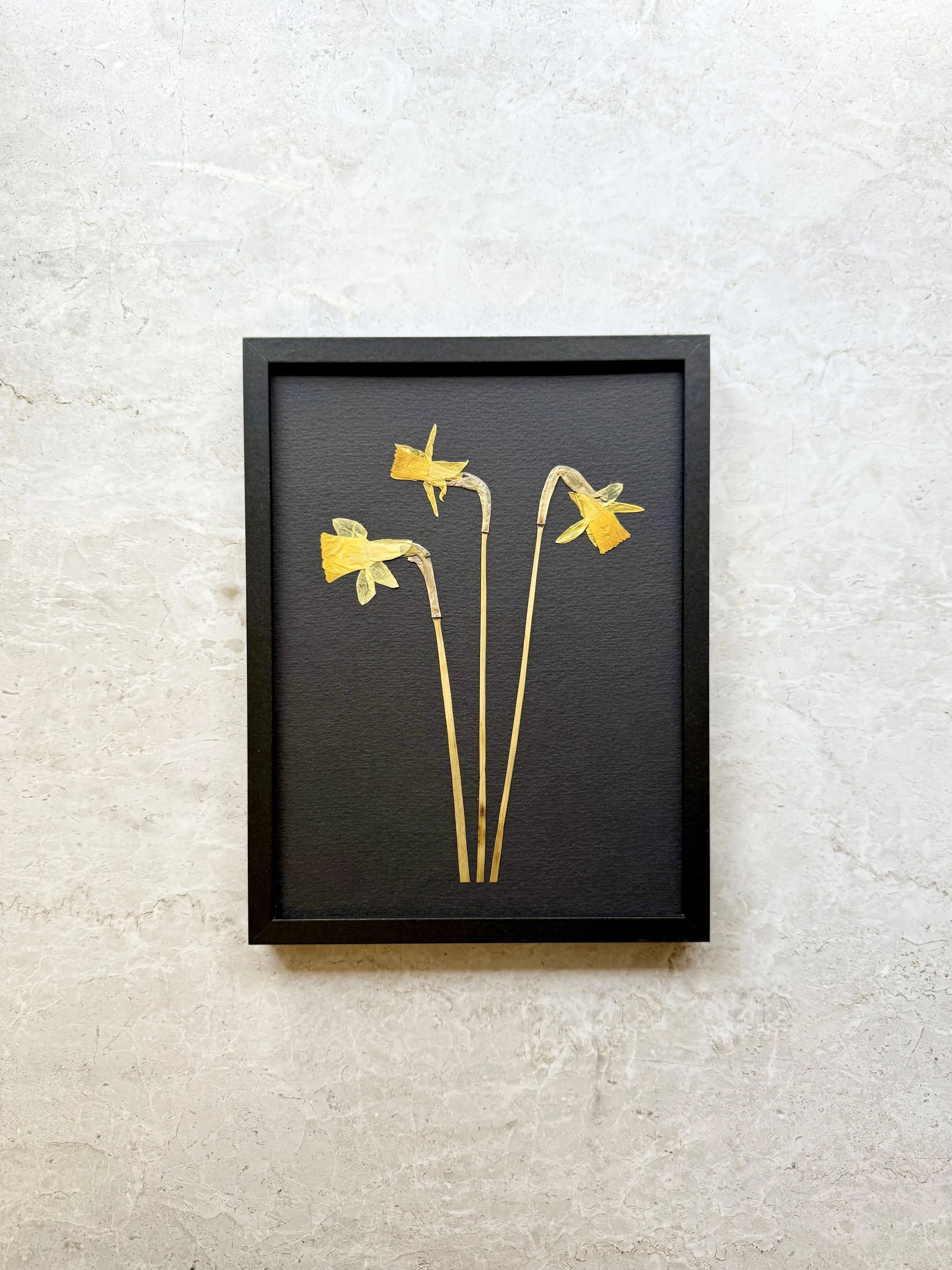 Pressed Narcissus Trio
