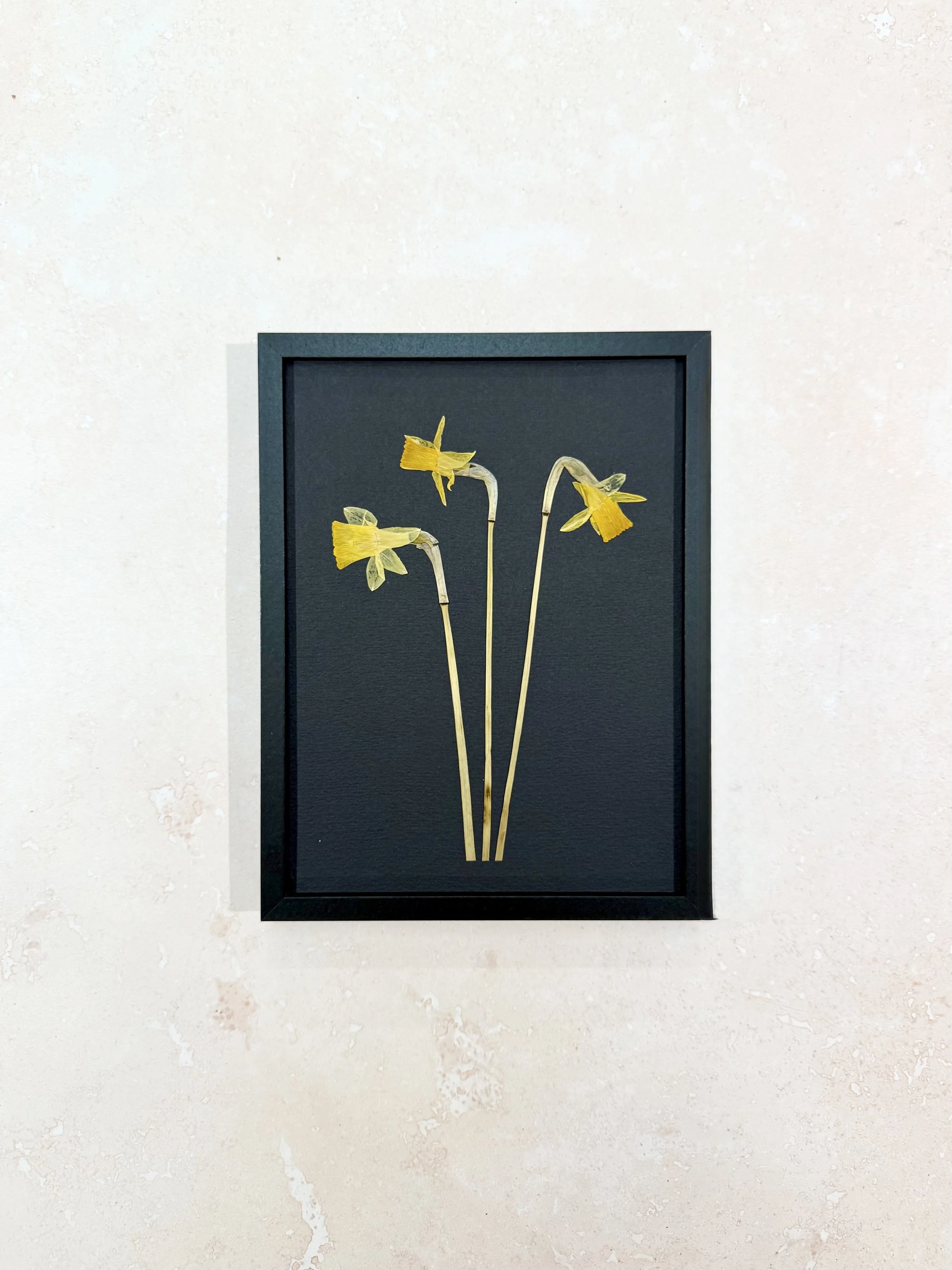 Narcissus 4.jpg