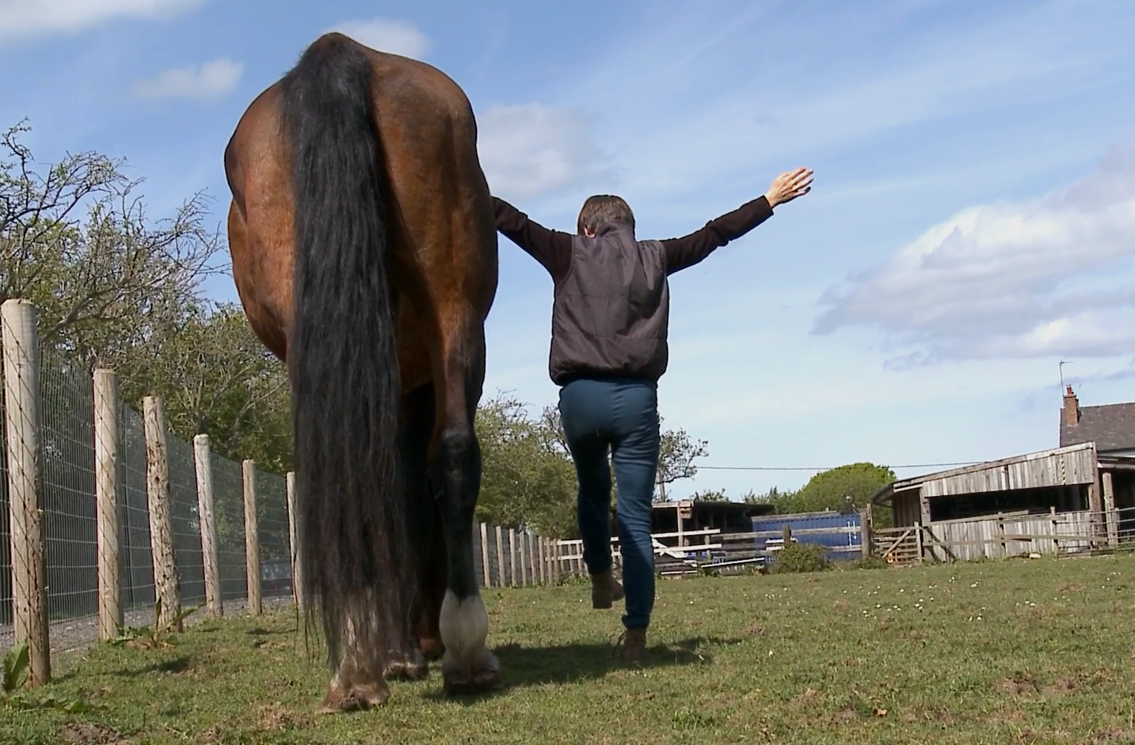 Conversations with Horses