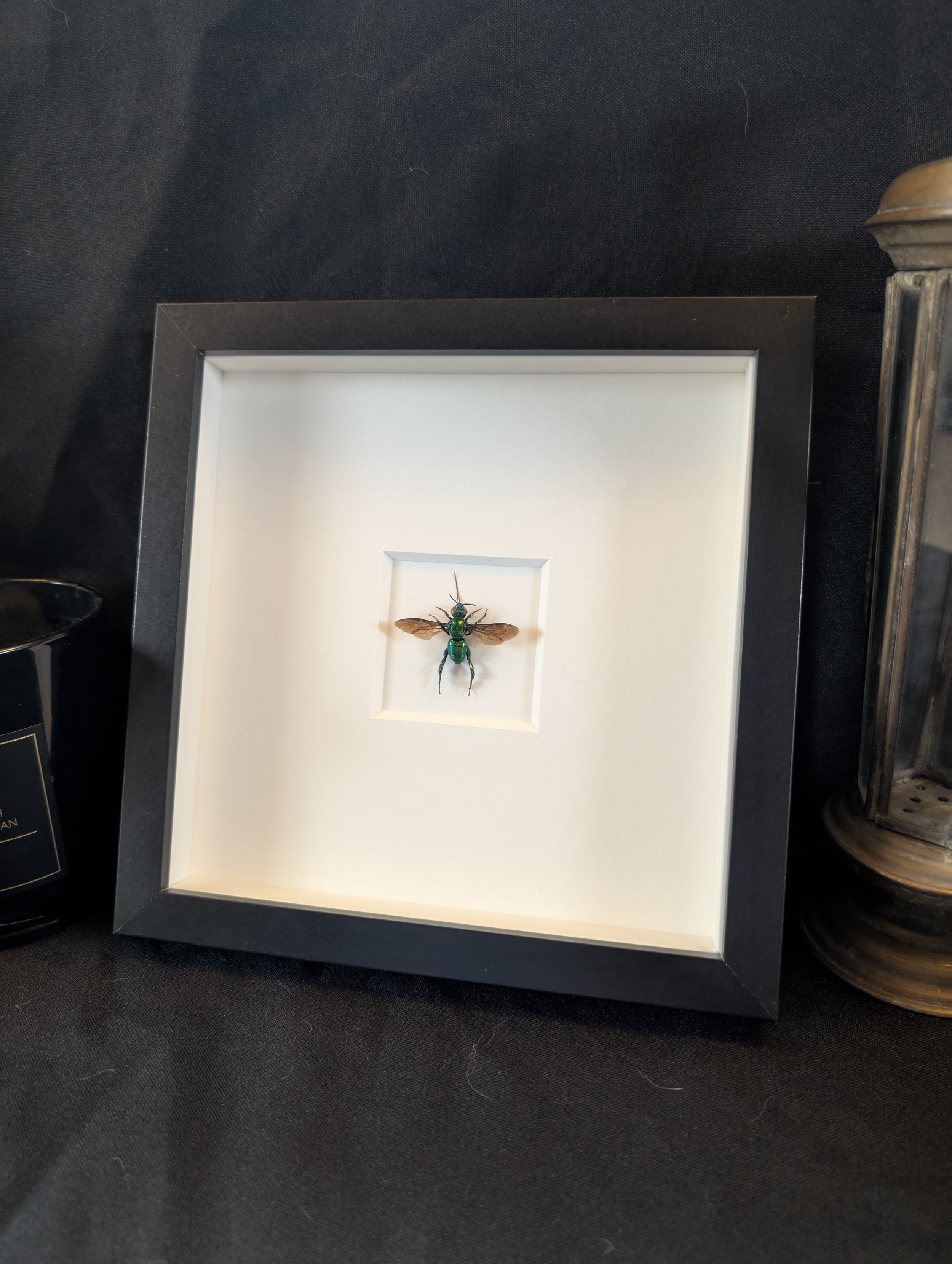RARE Orchid Bee (Euglossa sp.)