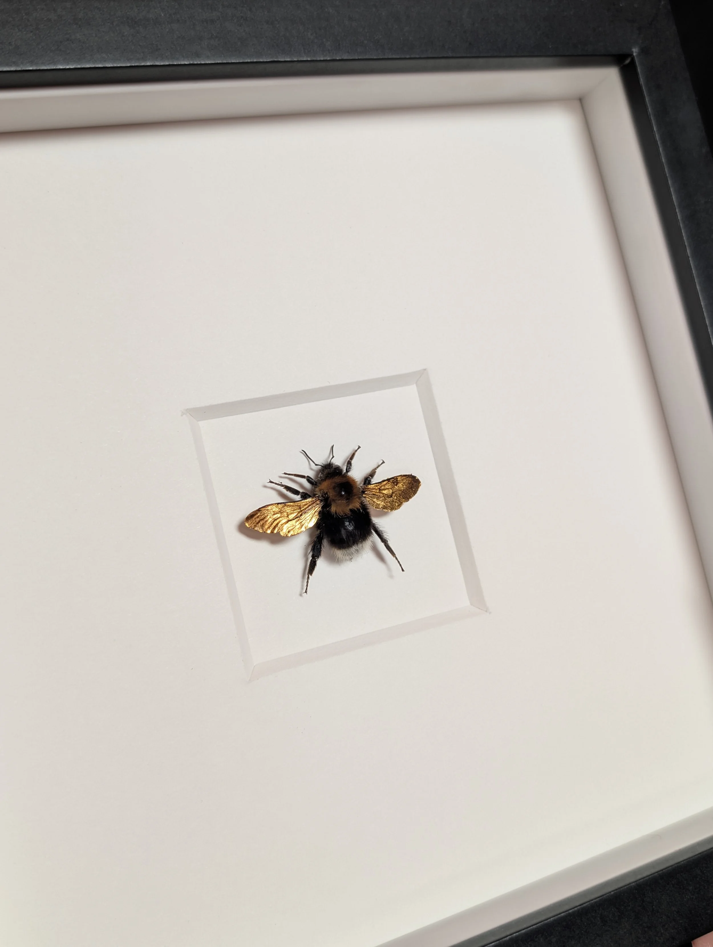 'Dorothy' - 24ct Gold Tree Bumblebee Gilded Wings (Bombus hypnorum)