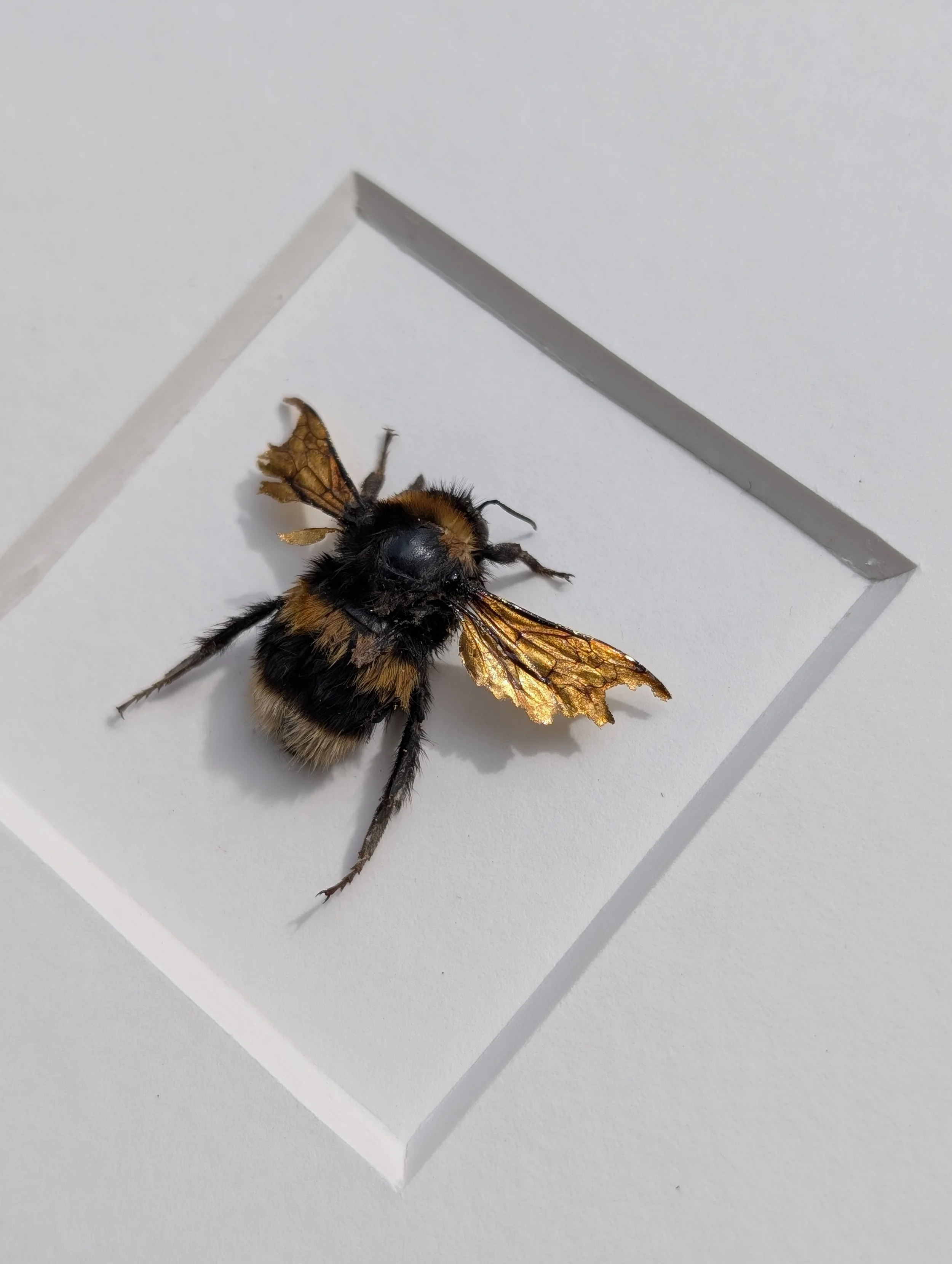 'Lenore' - 23.5ct Deep Gold White Tailed Bumblebee Gilded Wings (Bombus lucorum)